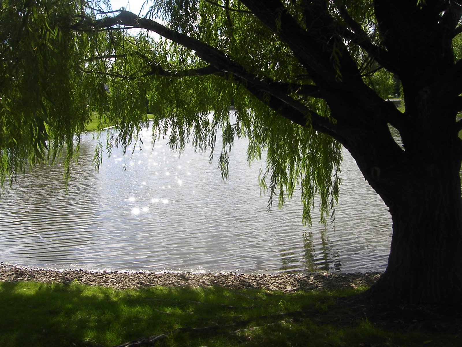 柳の壁紙,水域,自然,木,水,自然の風景