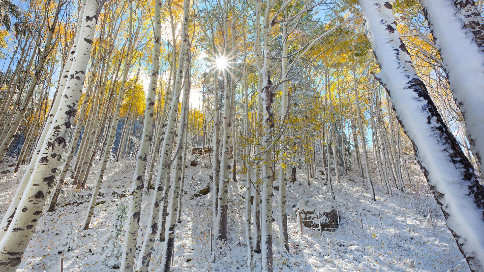 silver birch wallpaper,tree,nature,canoe birch,birch,woody plant