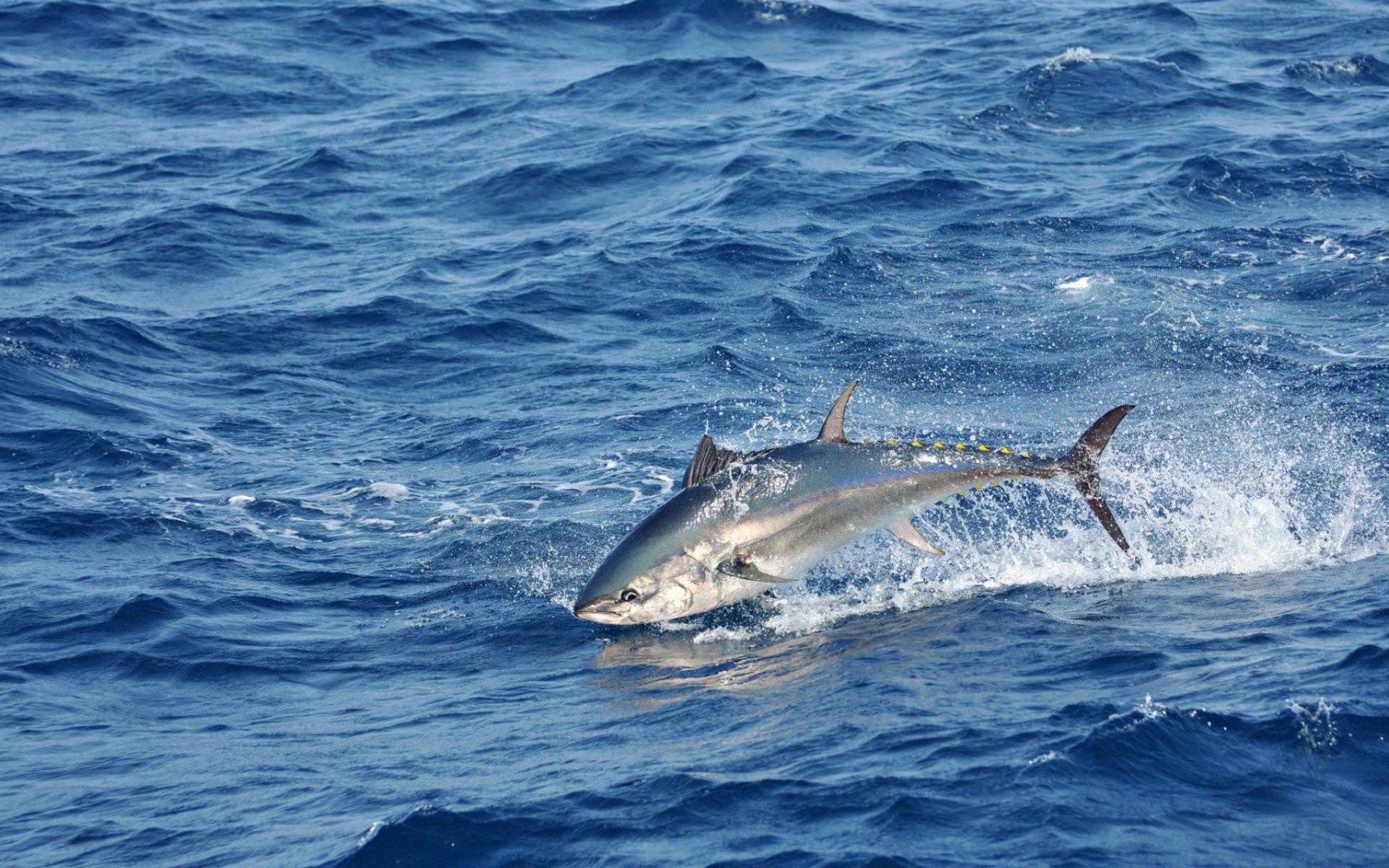 fond d'écran de pêche en eau salée,marlin bleu atlantique,poisson,poisson,dauphin,dauphin commun à bec court