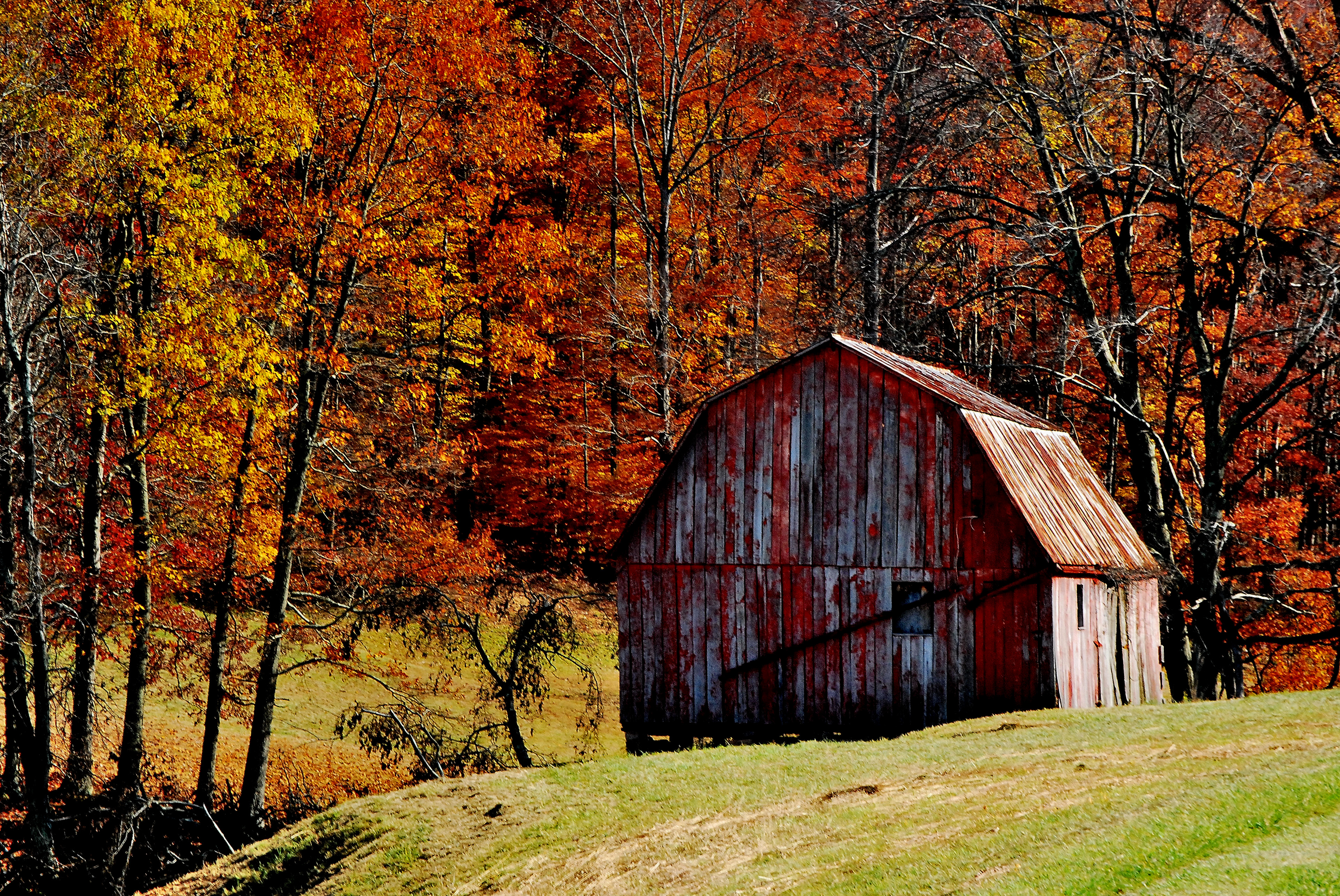 barn wallpaper,leaf,nature,tree,red,barn