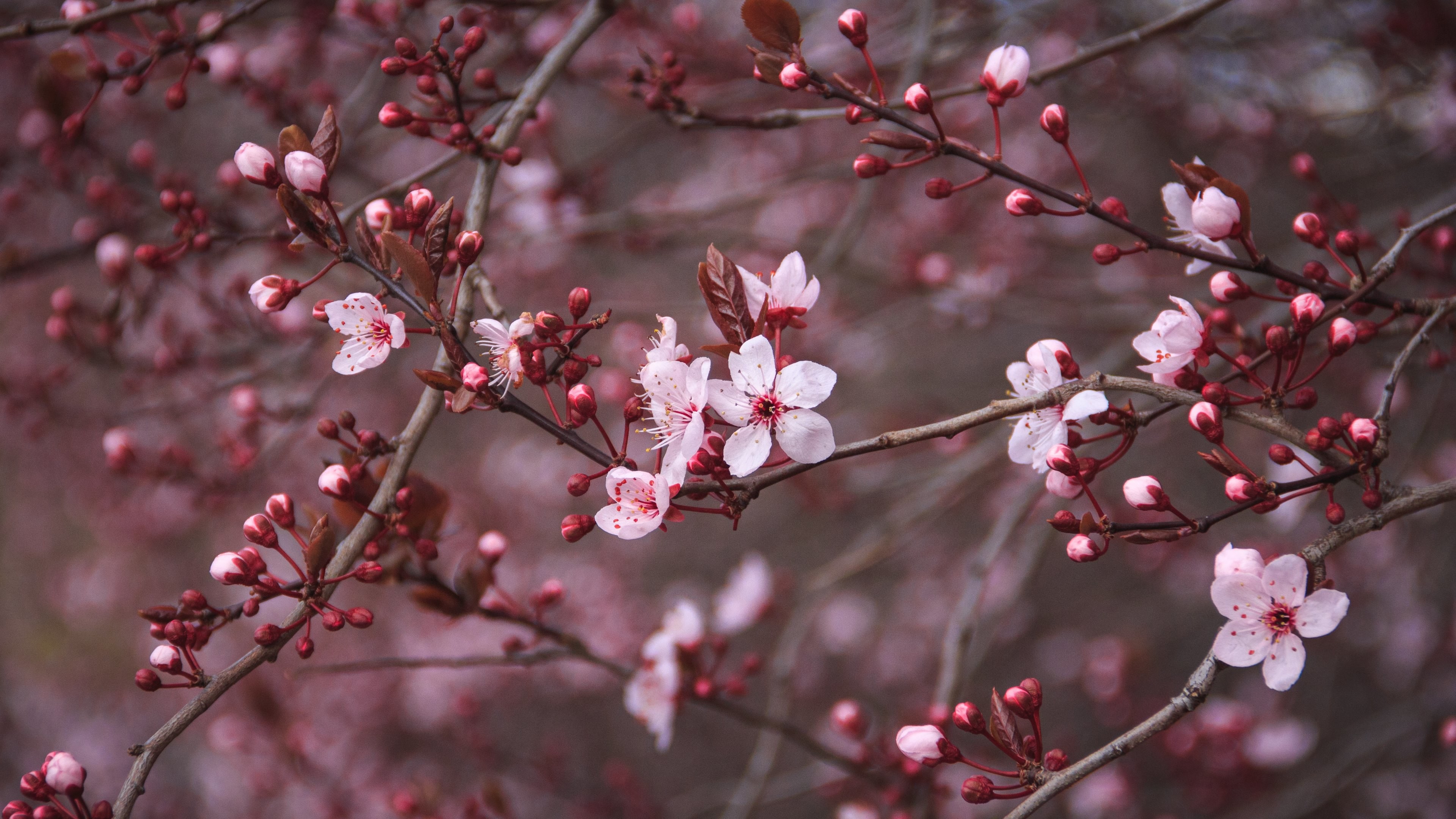 flor de papel tapiz,flor,florecer,primavera,planta,rosado