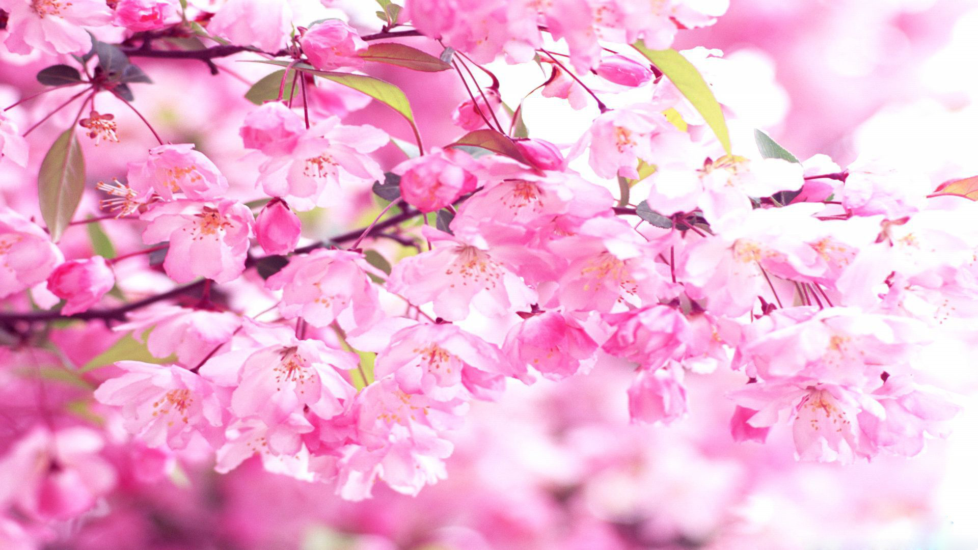 wallpaper blossom,flower,blossom,plant,pink,cherry blossom