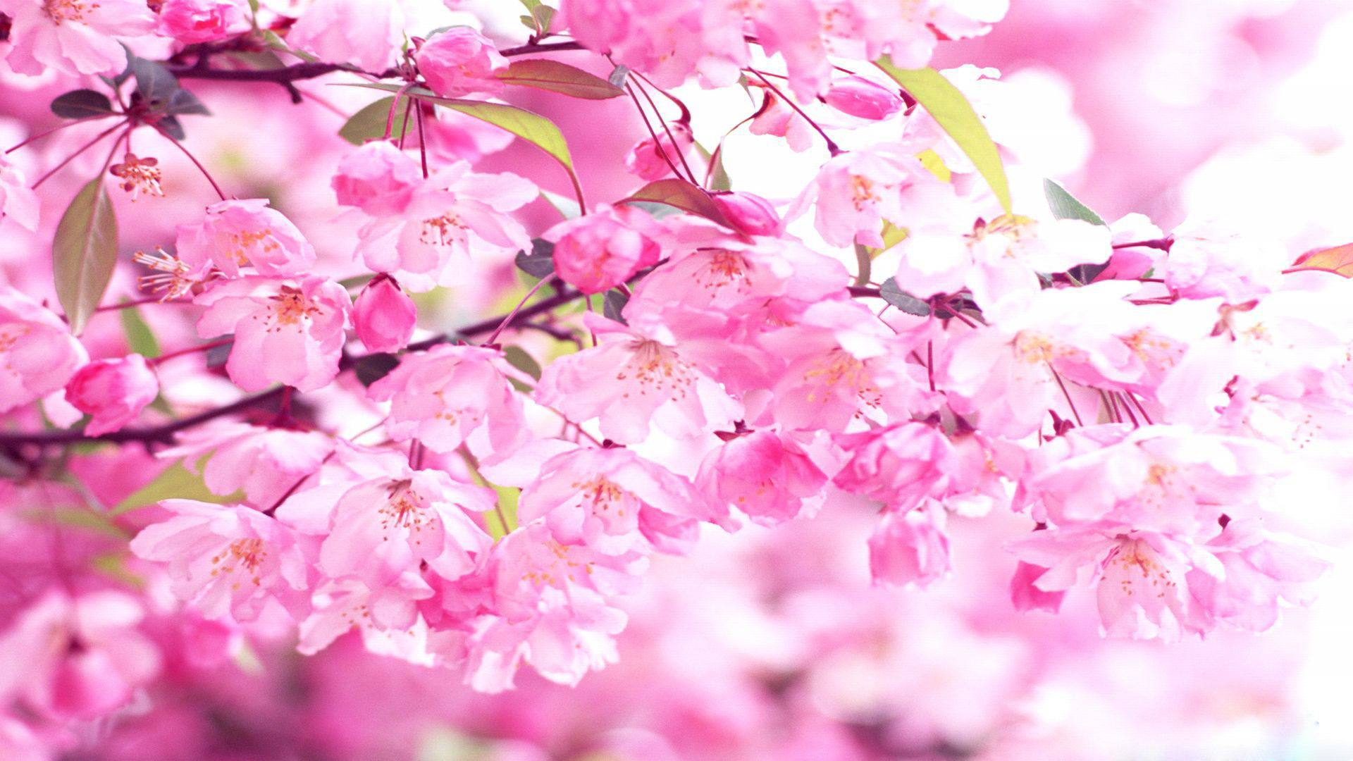 壁紙ブロッサム,花,花,工場,ピンク,桜の花