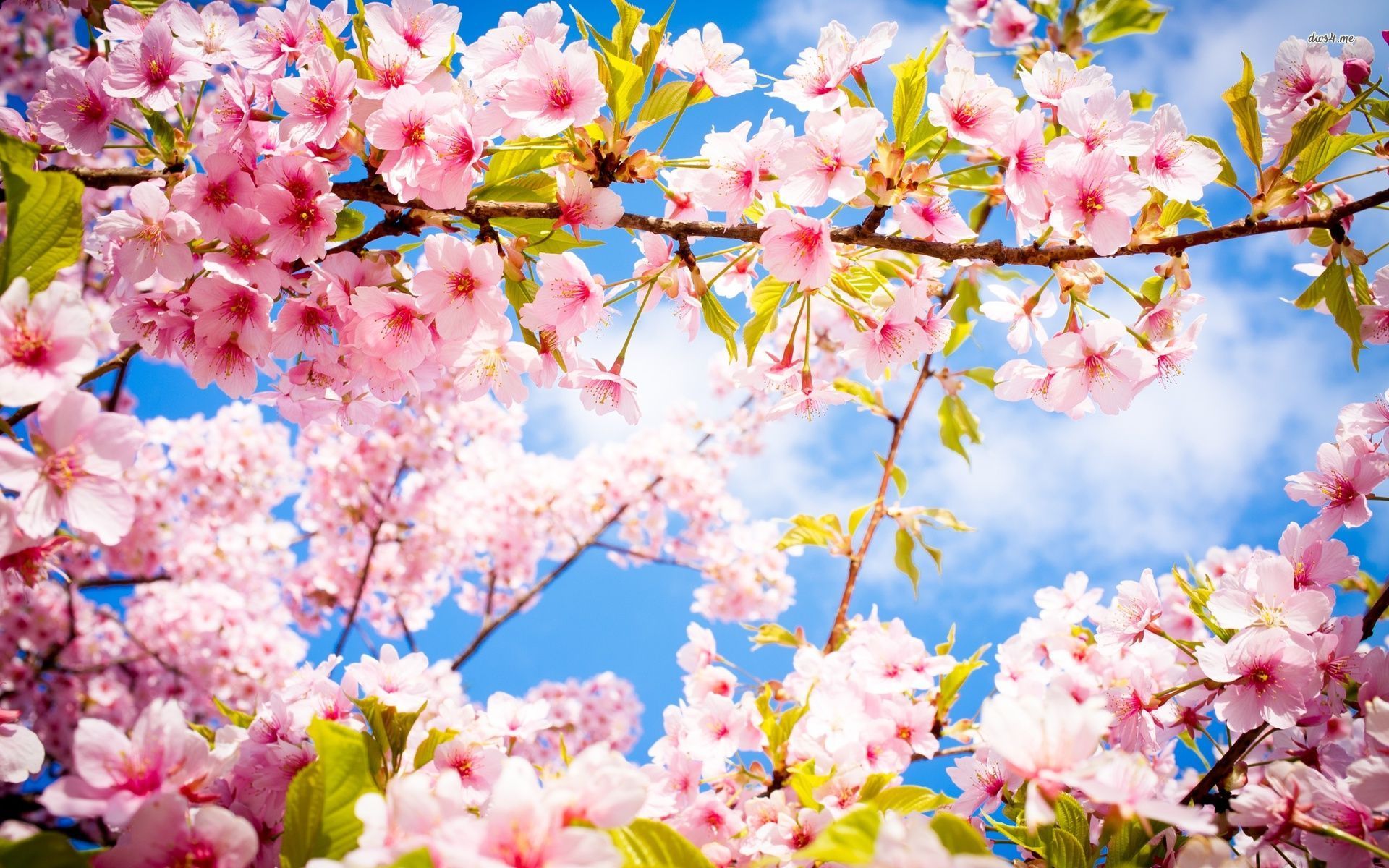 wallpaper blossom,blossom,flower,spring,cherry blossom,plant