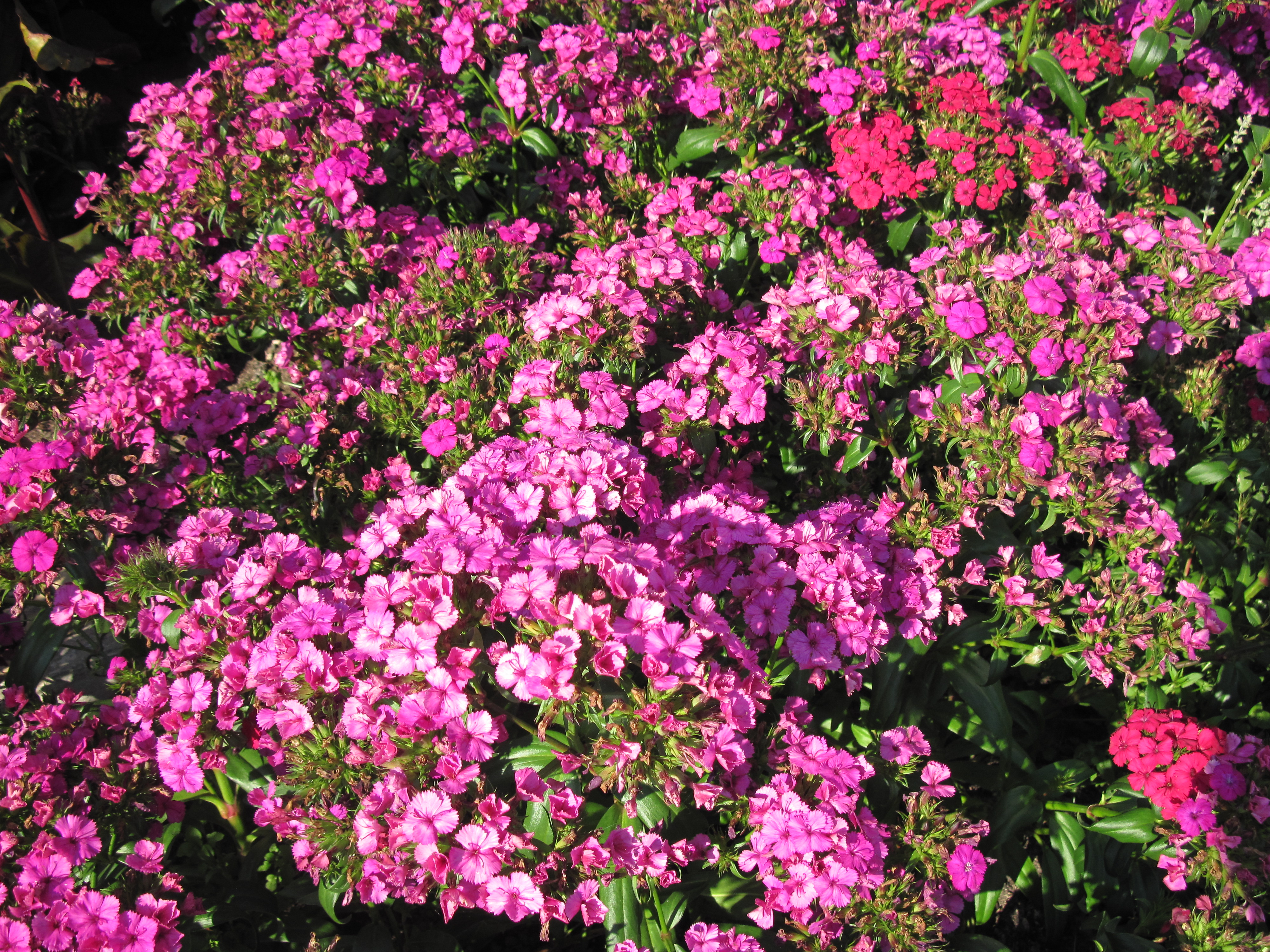 floral wallpaper canada,flower,flowering plant,plant,groundcover,shrub