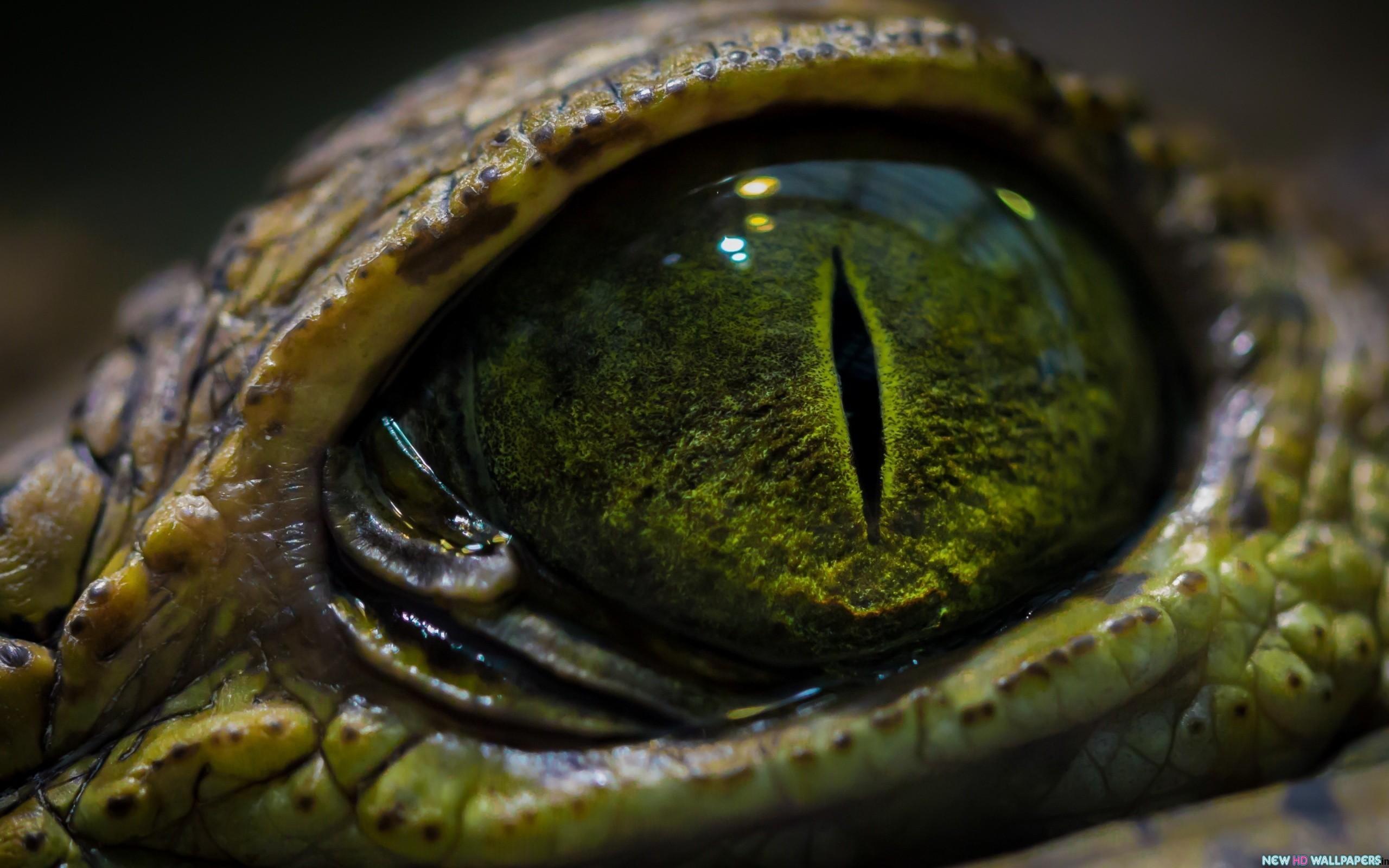 snake eyes wallpaper,crocodilia,crocodile,reptile,eye,close up