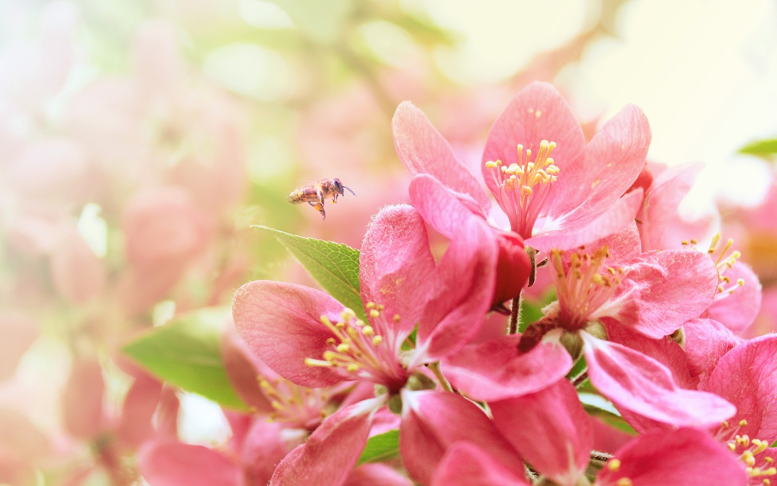 tapete flori,rosa,blume,blütenblatt,pflanze,frühling