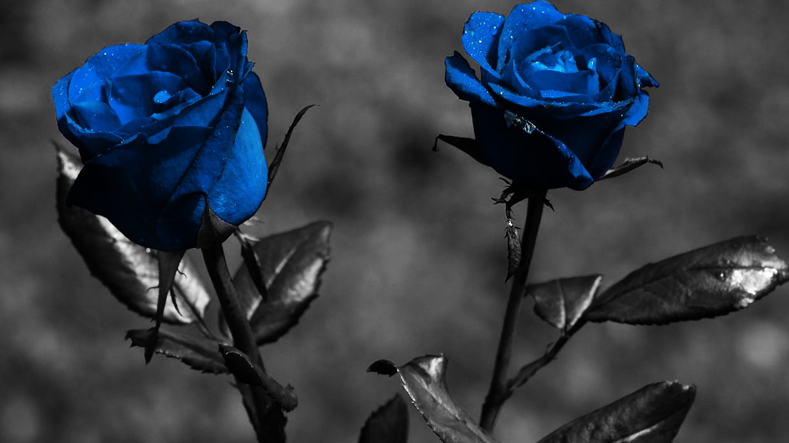 wallpaper flori,flower,rose,flowering plant,blue,blue rose