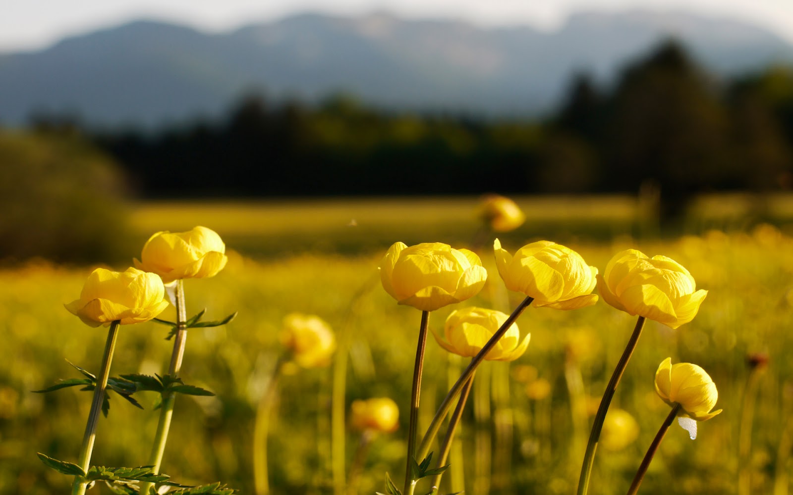 wallpaper flori,natural landscape,nature,yellow,meadow,natural environment