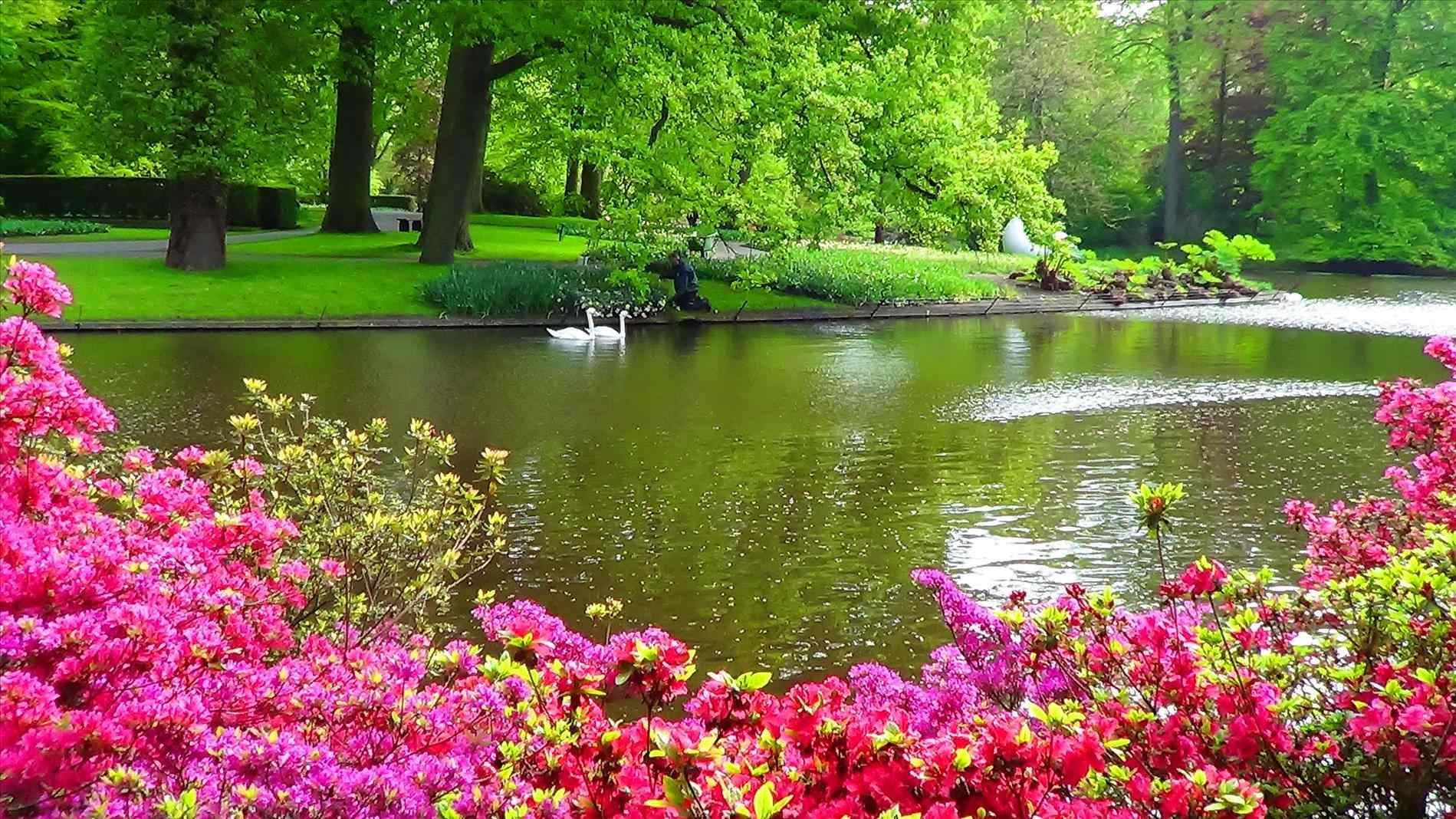 natural garden wallpaper,natural landscape,nature,botanical garden,garden,pond