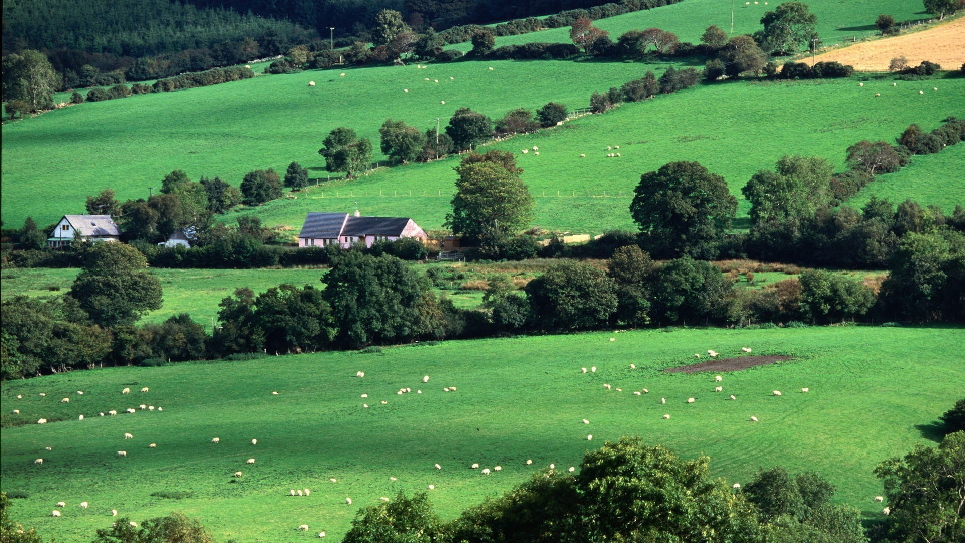 벽지 아일랜드 b & q,자연 경관,초록,목초지,들,농촌 지역