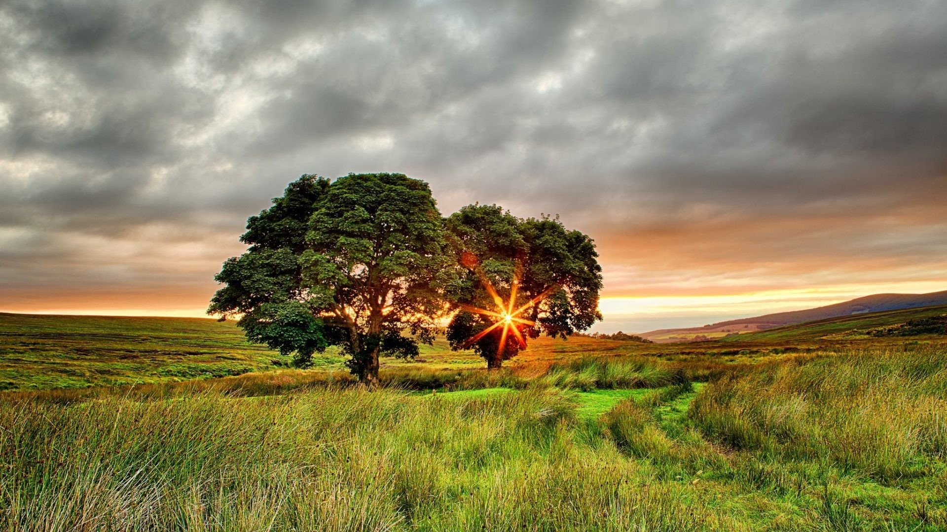 壁紙アイルランドb＆q,自然の風景,自然,木,草原,空