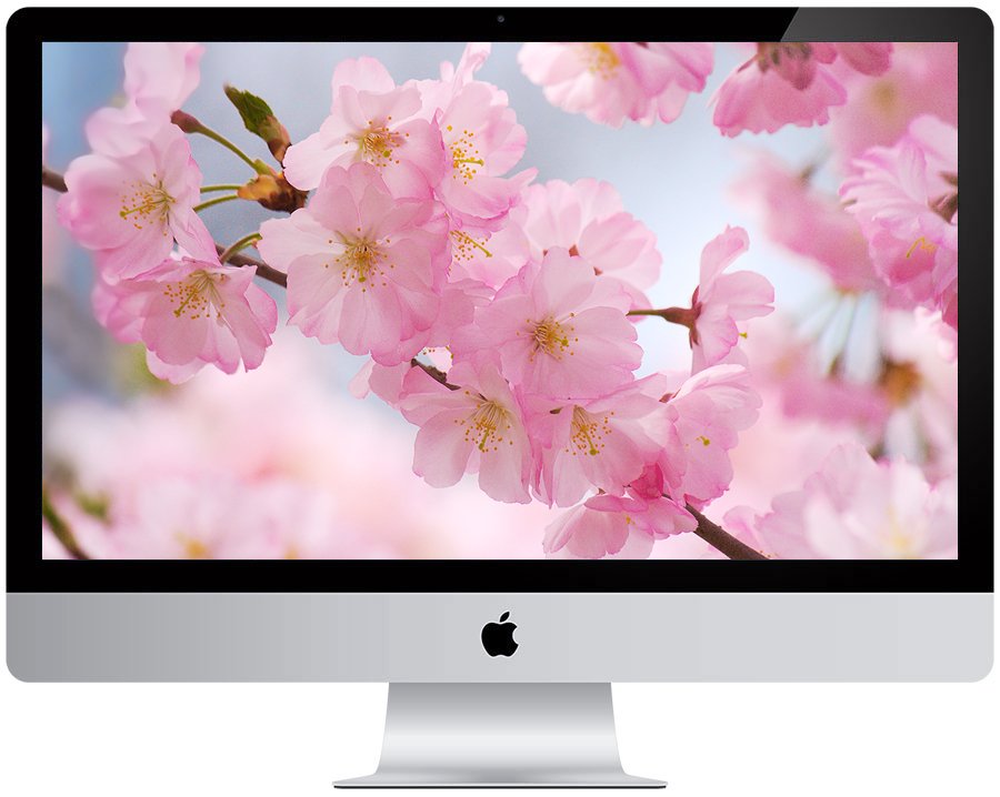 free wallpaper samples b&q,flower,blossom,cherry blossom,product,plant