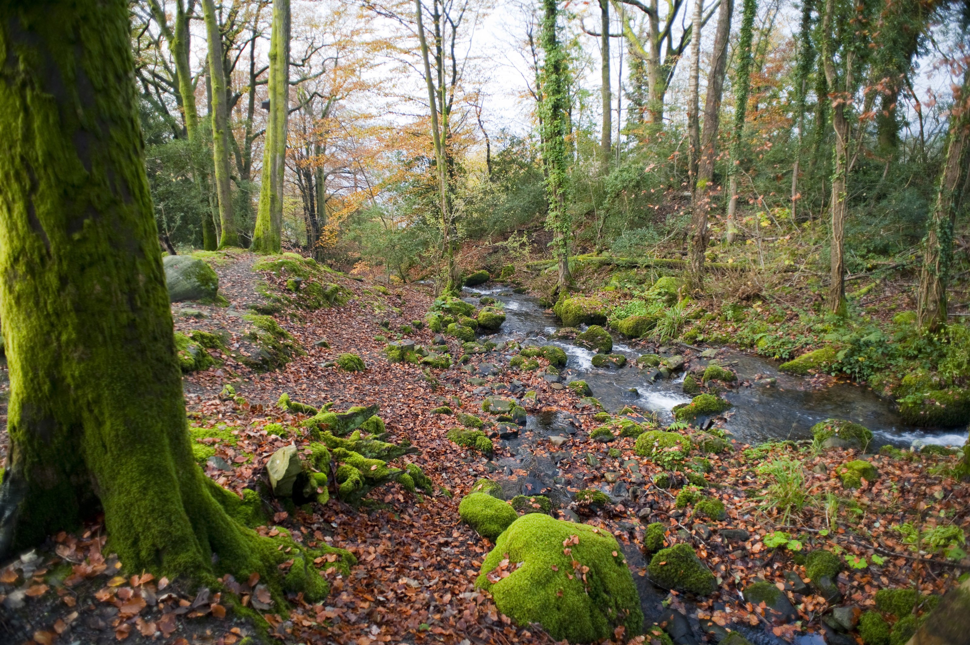 waldtapete uk,wald,natürliche landschaft,wald,natur,baum