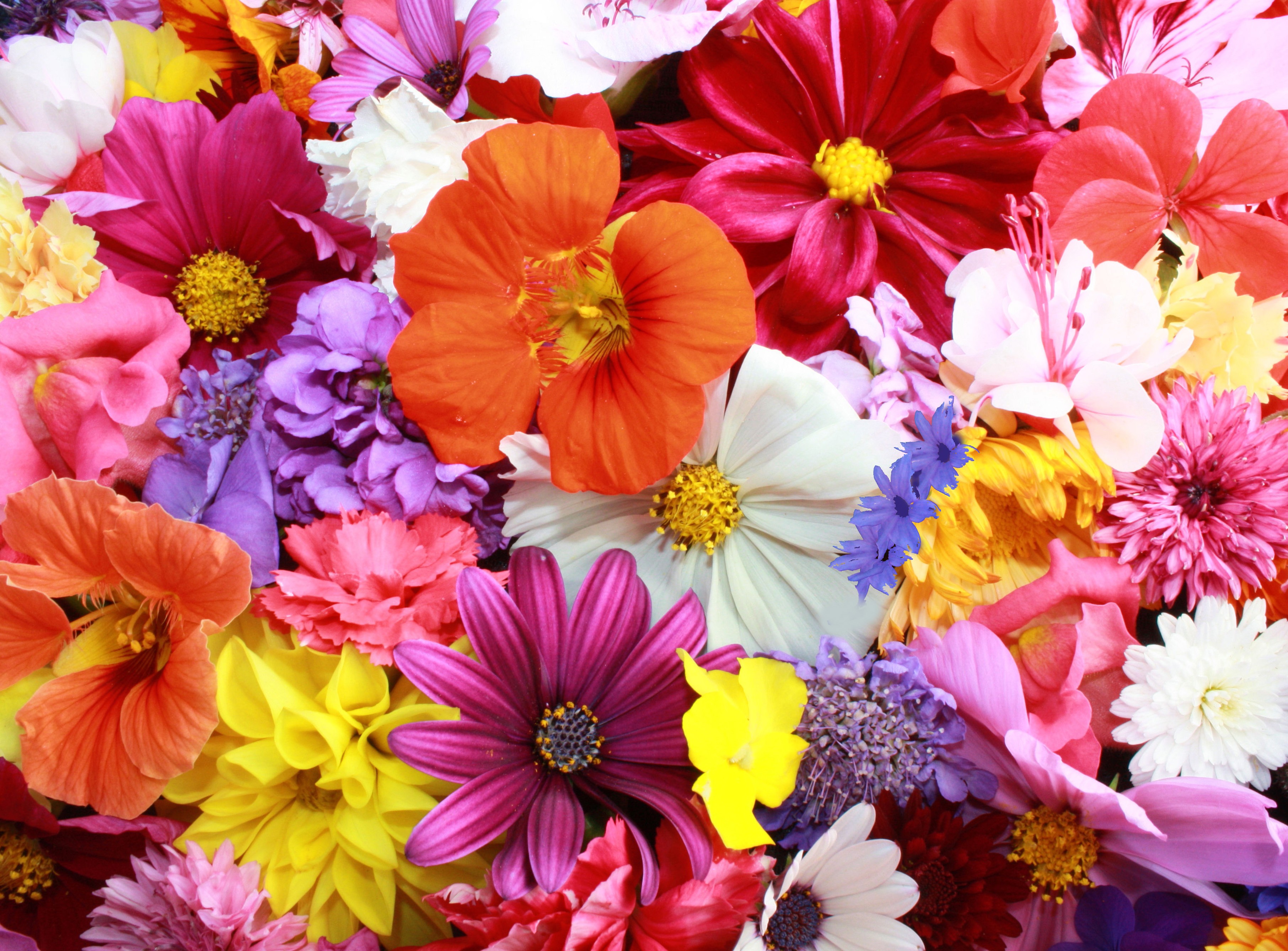 高解像度の花の壁紙,花,花弁,切り花,工場,花柄