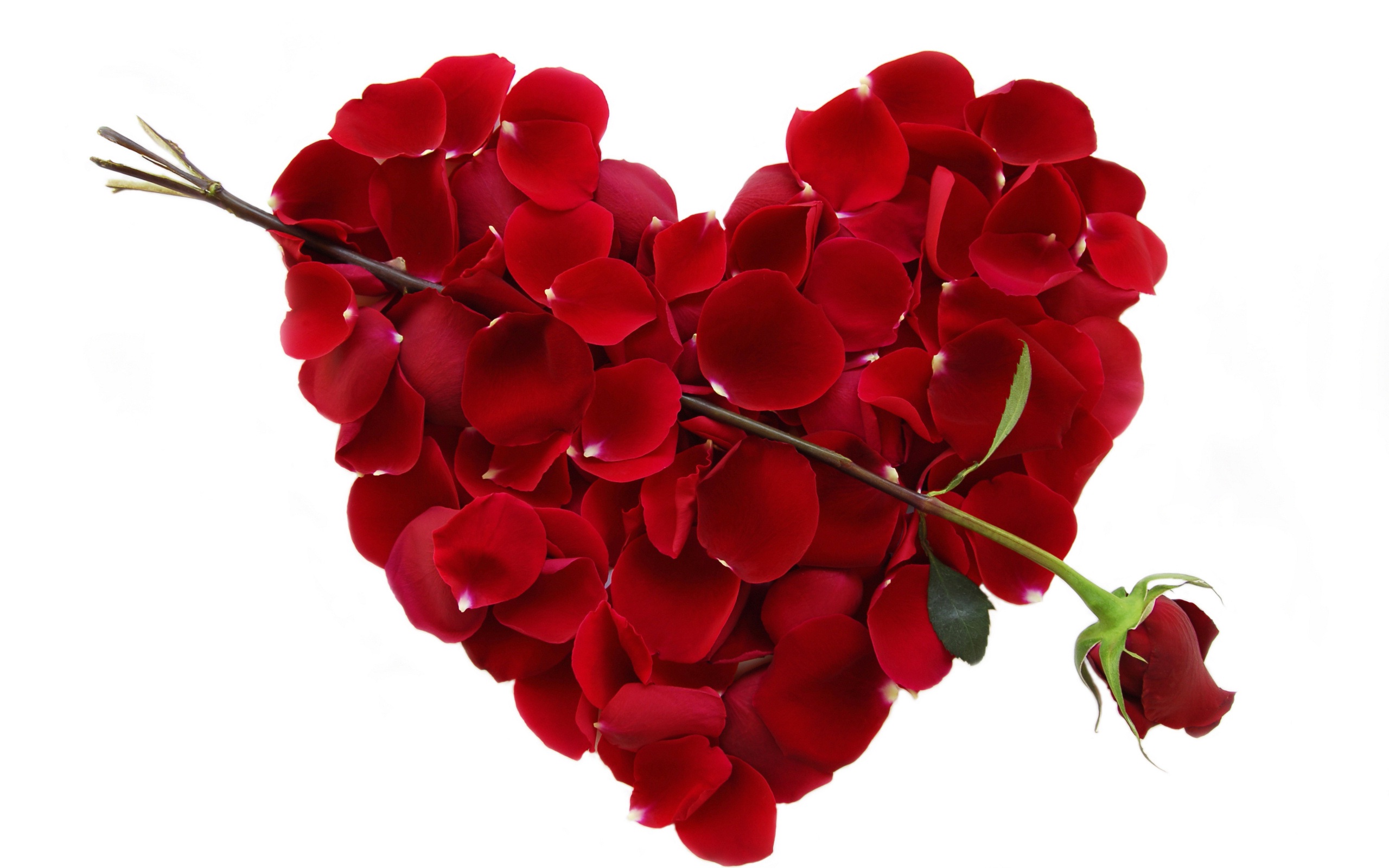 rosa con sfondo di cuore,fiore,rosso,petalo,pianta,pianta fiorita