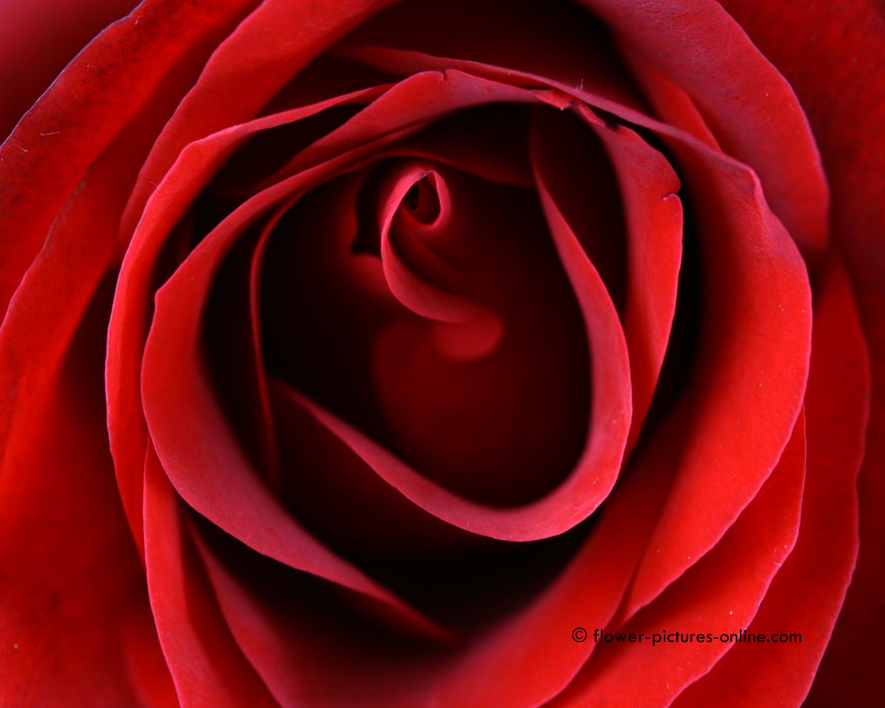 rose mit herz tapete,rose,gartenrosen,rot,blütenblatt,blume