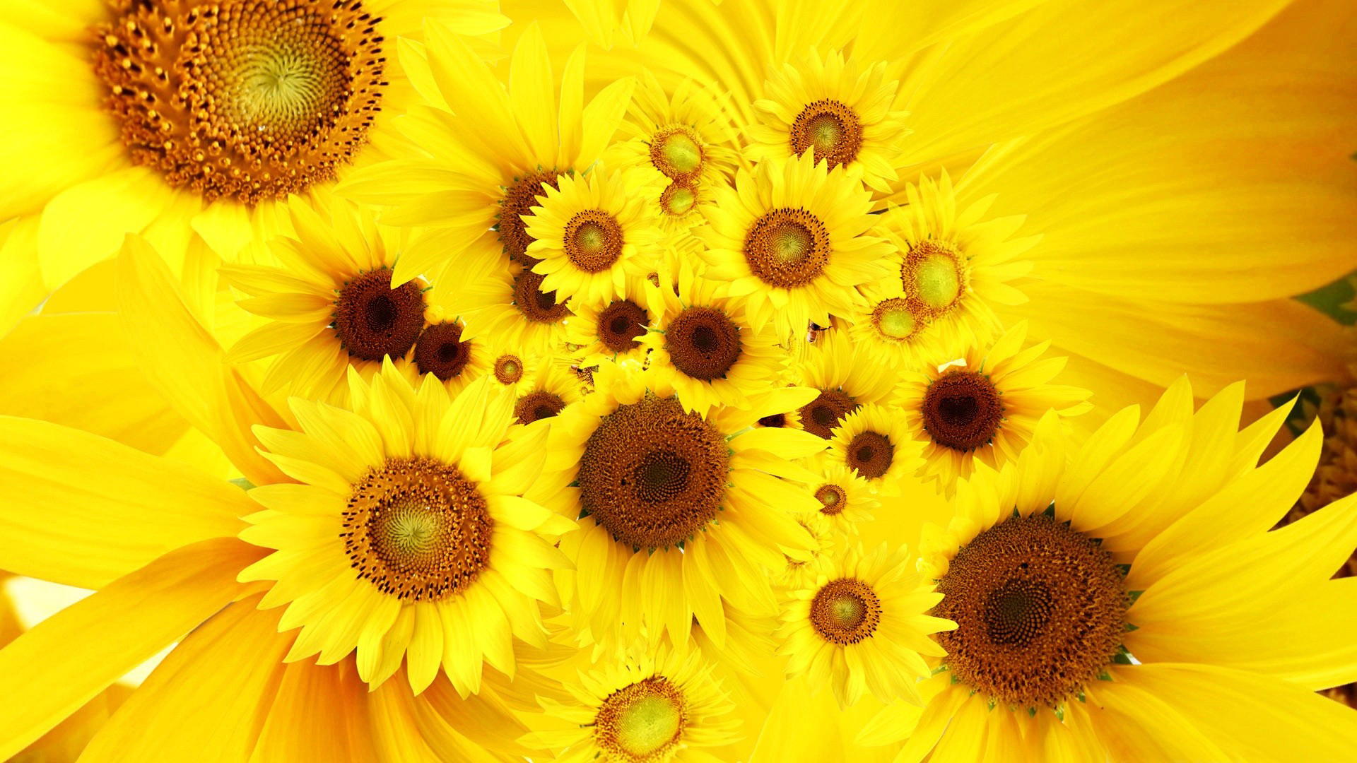 high resolution flower wallpapers,flower,sunflower,yellow,petal,pollen