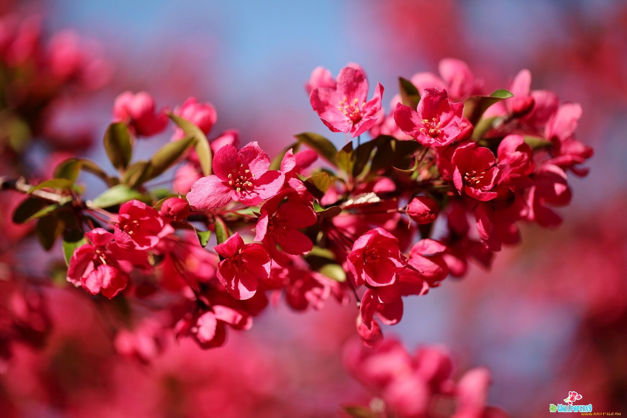 高解像度の花の壁紙,開花植物,花,ピンク,赤,工場