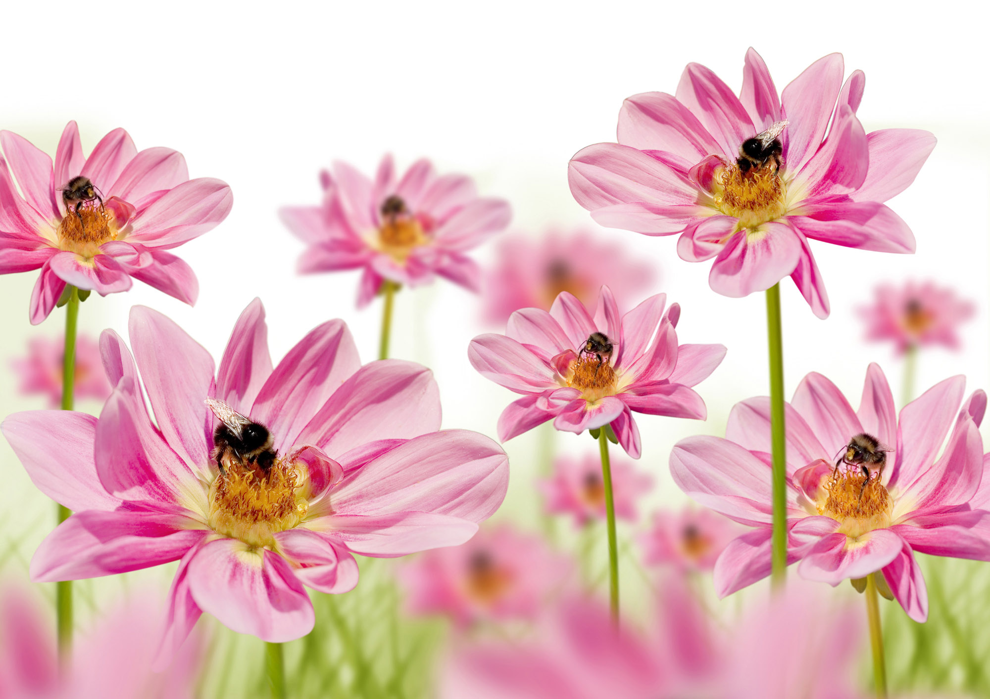 high resolution flower wallpapers,flower,flowering plant,plant,petal,pink