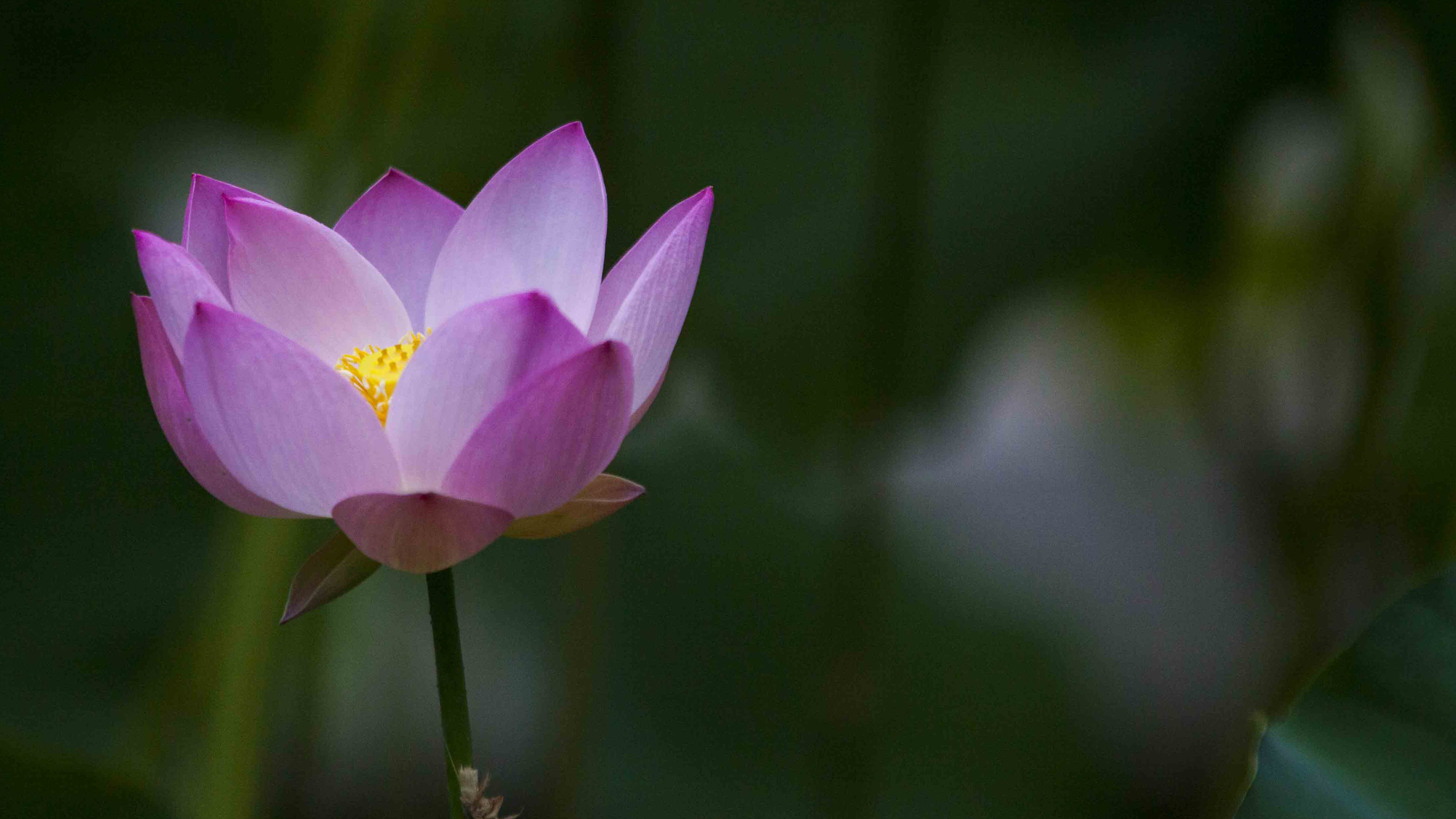 fondos de pantalla de flores de alta resolución,flor,planta floreciendo,loto sagrado,pétalo,loto