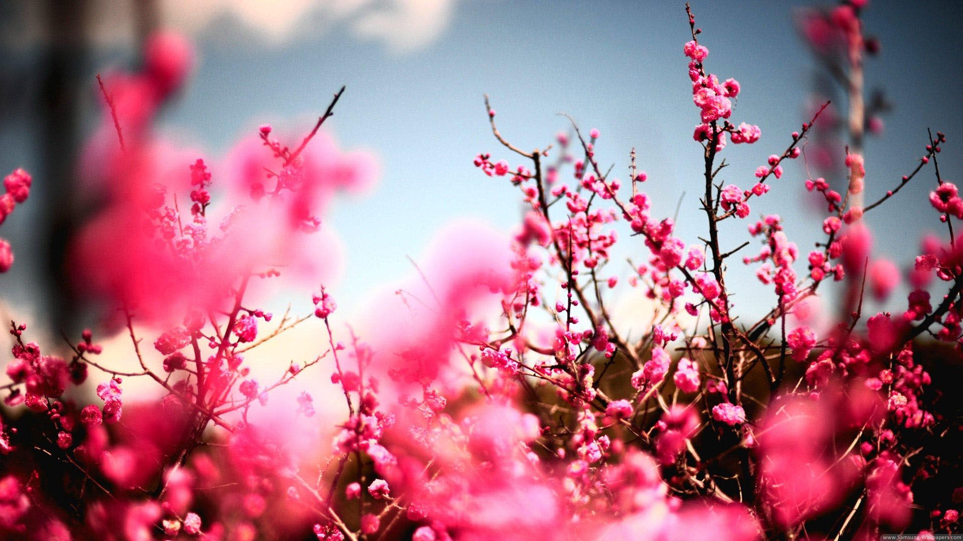 高解像度の花の壁紙,ピンク,春,花,花,赤
