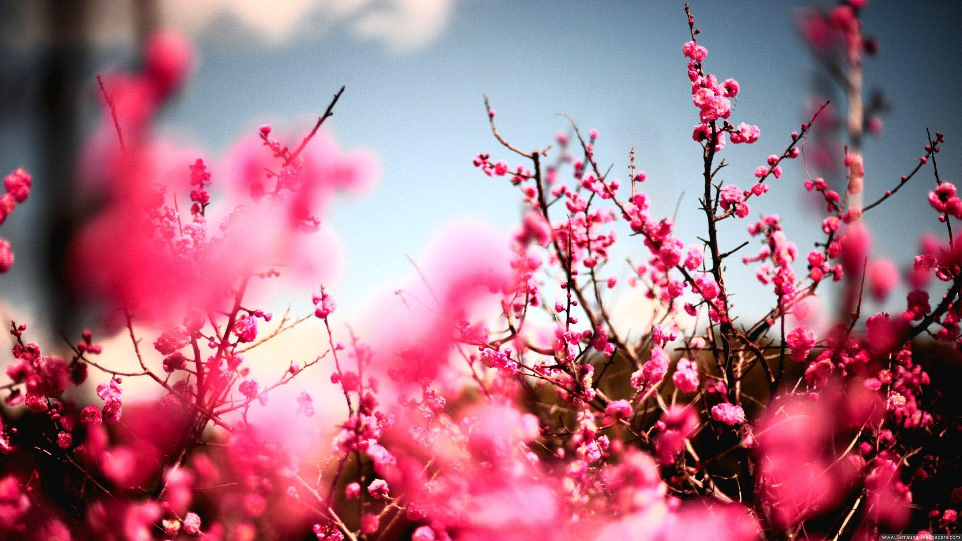 sfondi di fiori ad alta risoluzione,rosa,primavera,fiore,fiorire,rosso