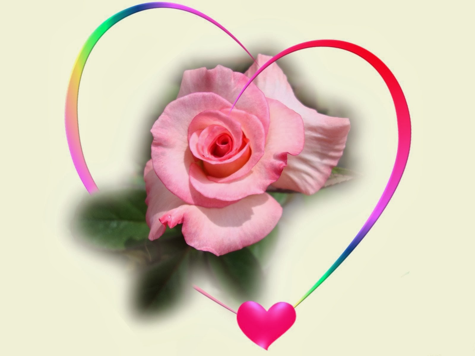 rose with heart wallpaper,pink,heart,garden roses,rose,petal
