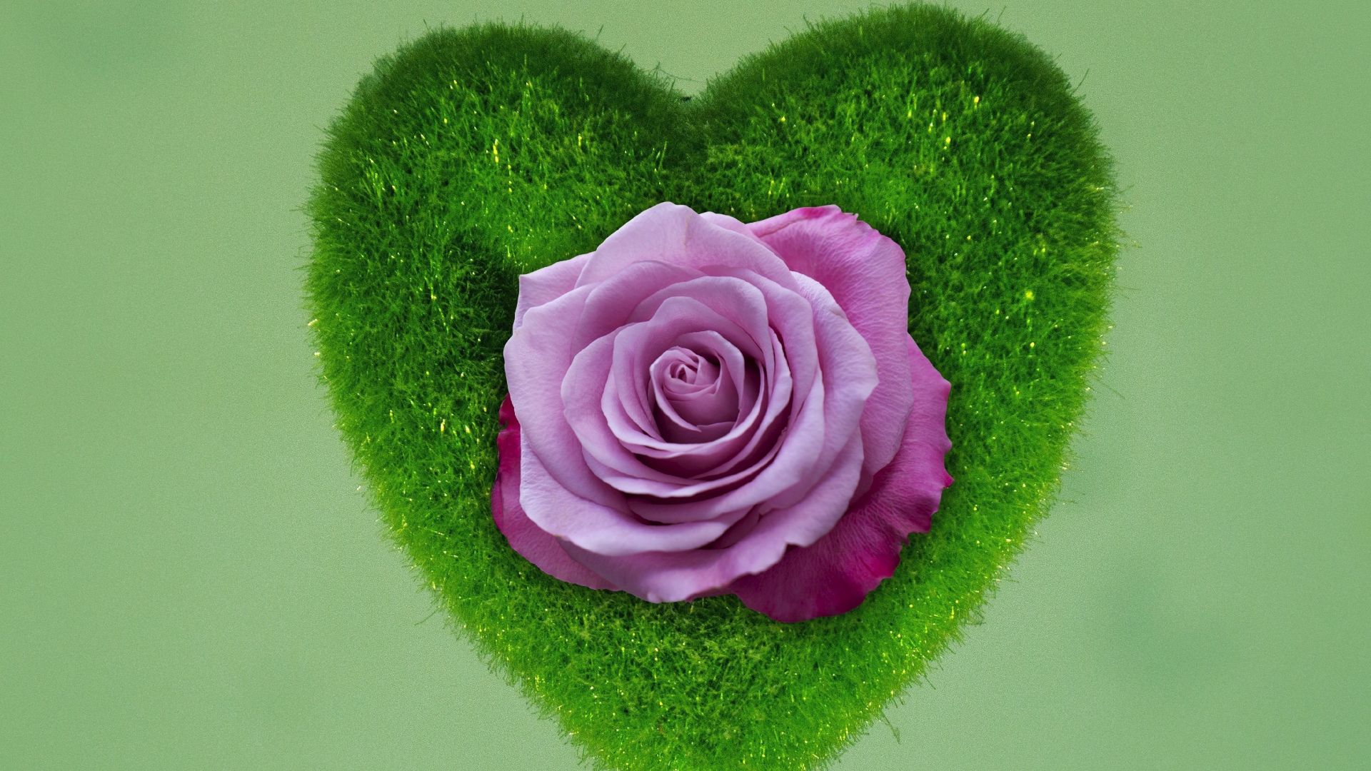 rose with heart wallpaper,green,flower,pink,garden roses,rose