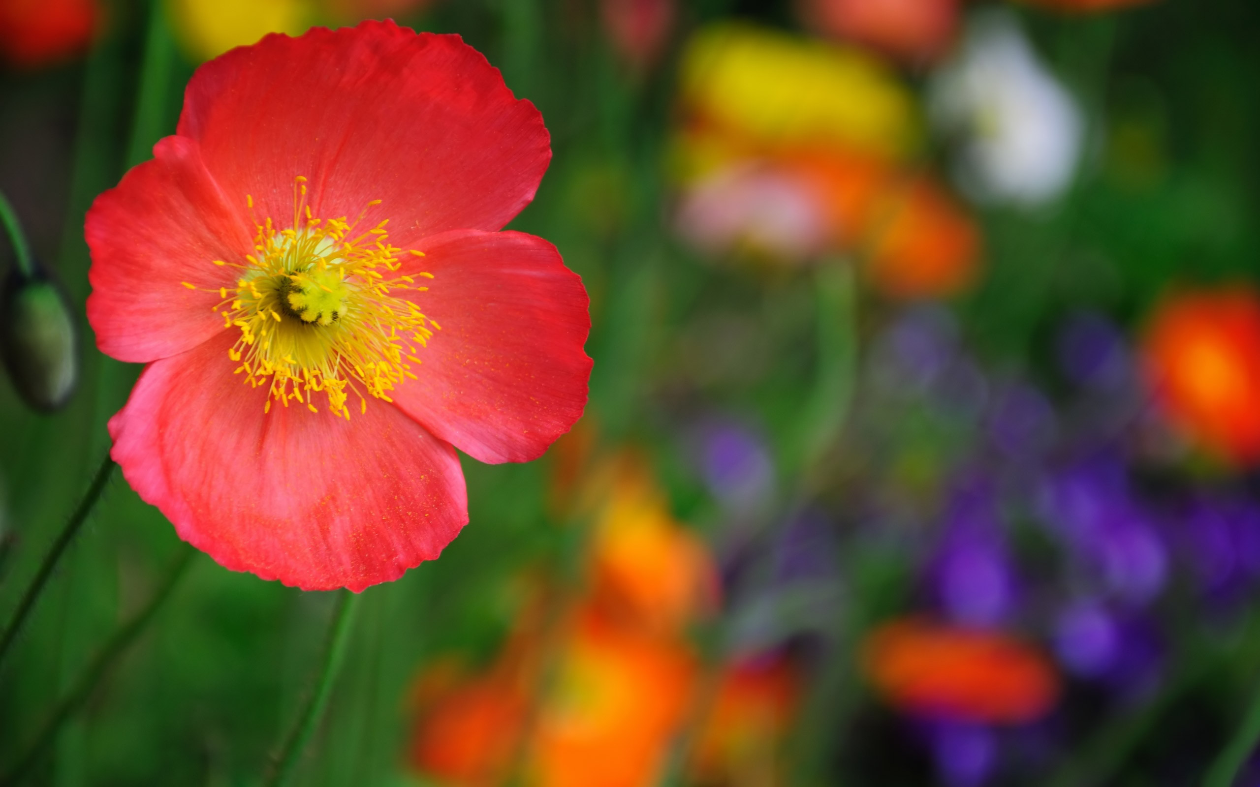 high resolution flower wallpapers,flower,flowering plant,petal,plant,eschscholzia californica