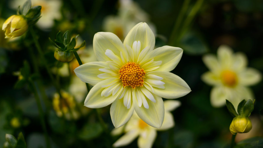 fondos de pantalla de flores de alta resolución,flor,planta floreciendo,pétalo,planta,amarillo