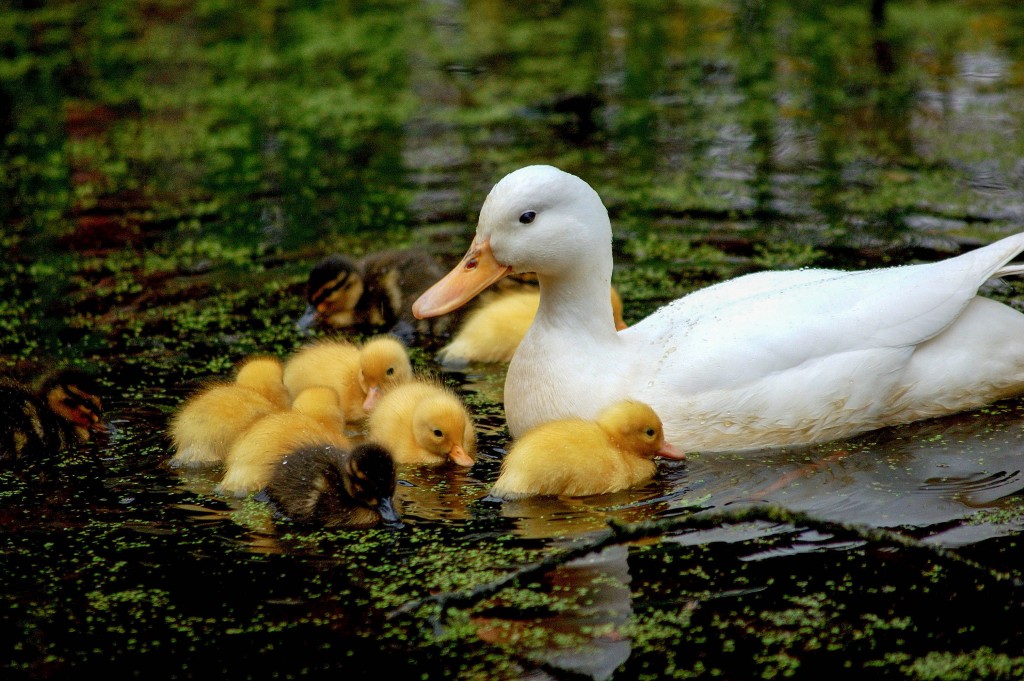 einige neue tapeten,vogel,ente,wasservogel,enten,natürliche landschaft