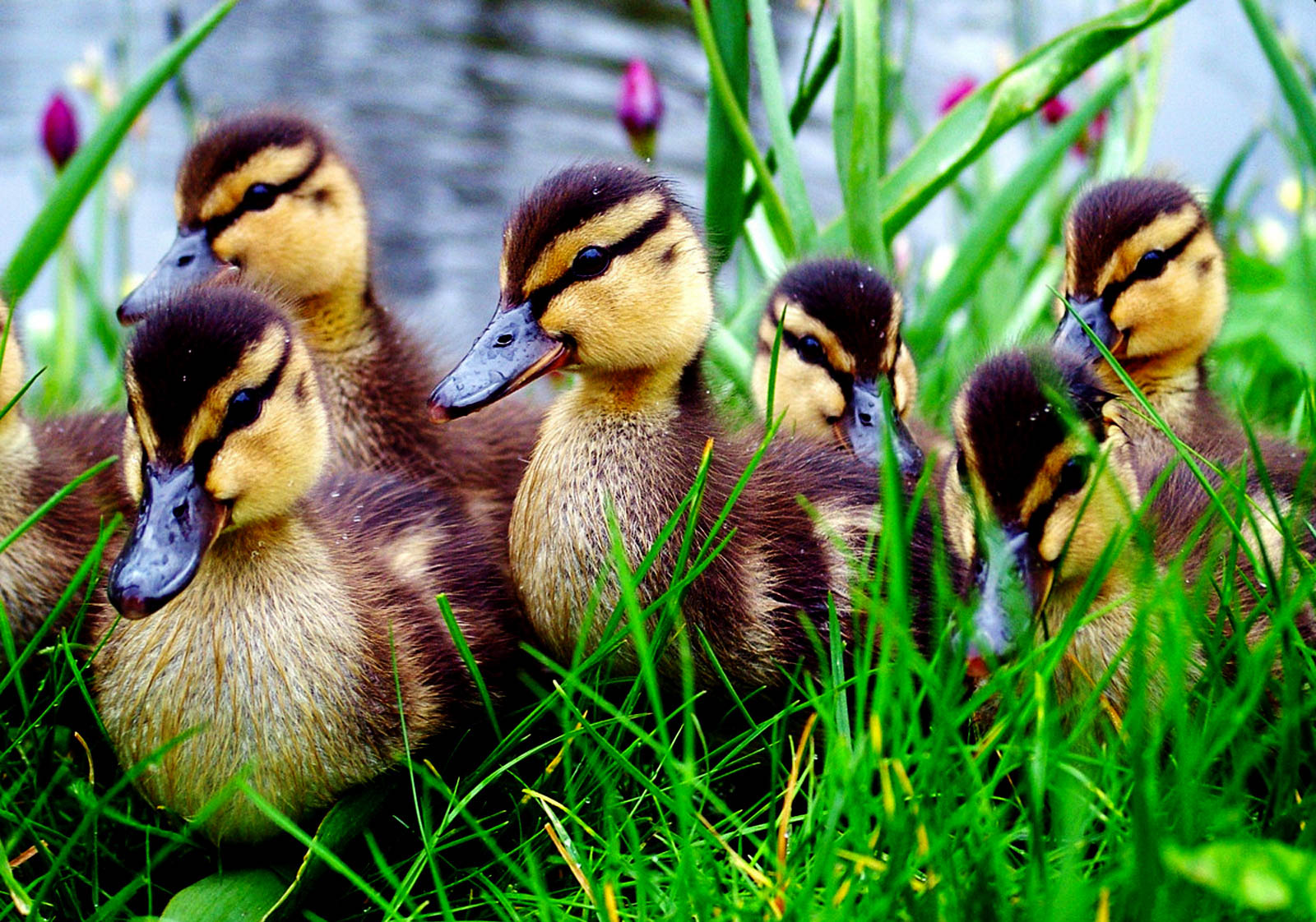 einige neue tapeten,ente,vogel,stockente,wasservogel,enten