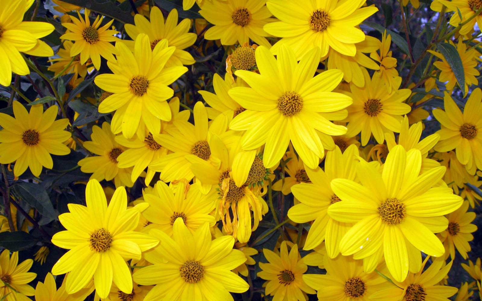 flor del papel pintado del ordenador portátil,flor,euryops pectinatus,amarillo,planta,margarita
