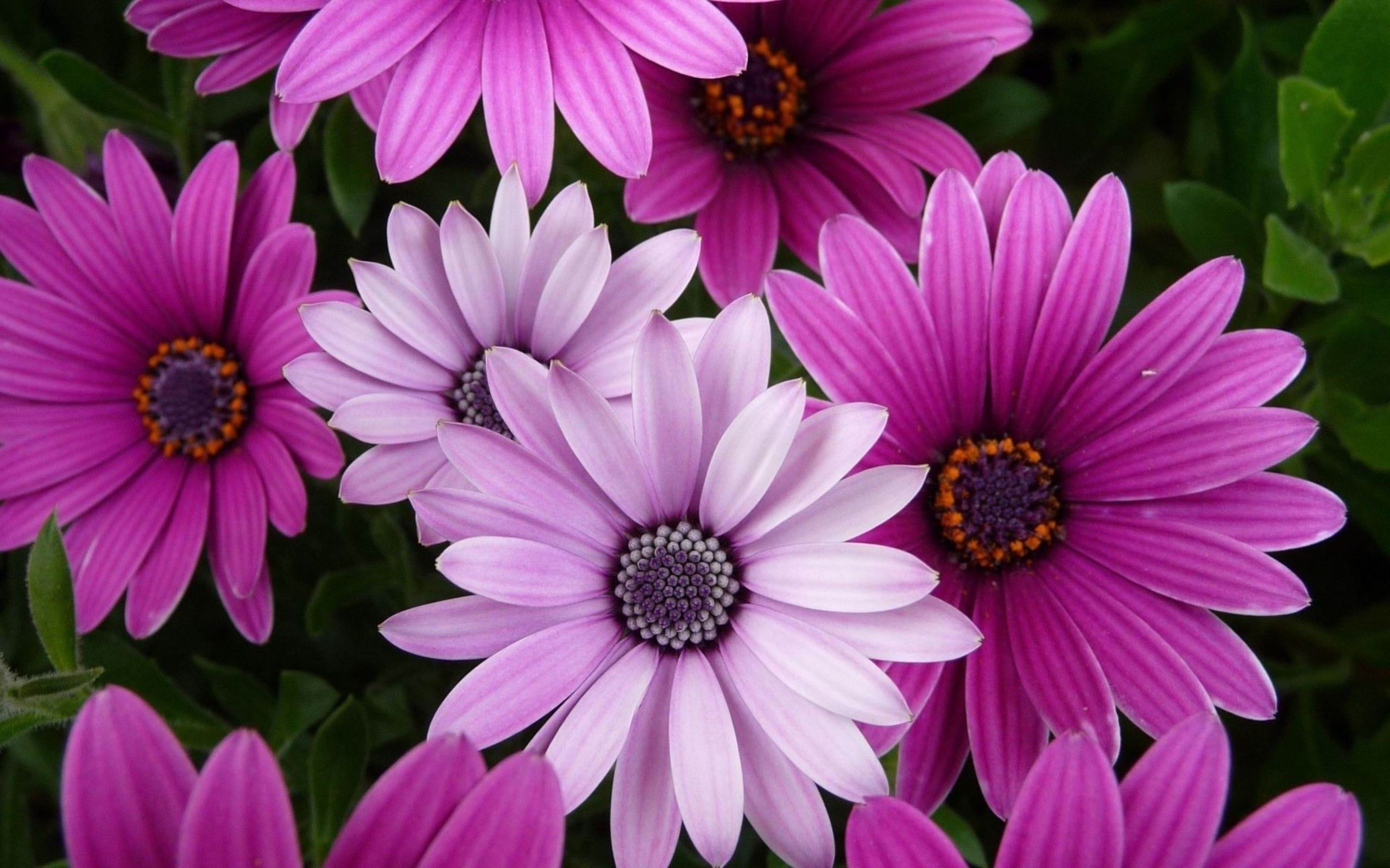 flower laptop wallpaper,flower,flowering plant,petal,african daisy,plant