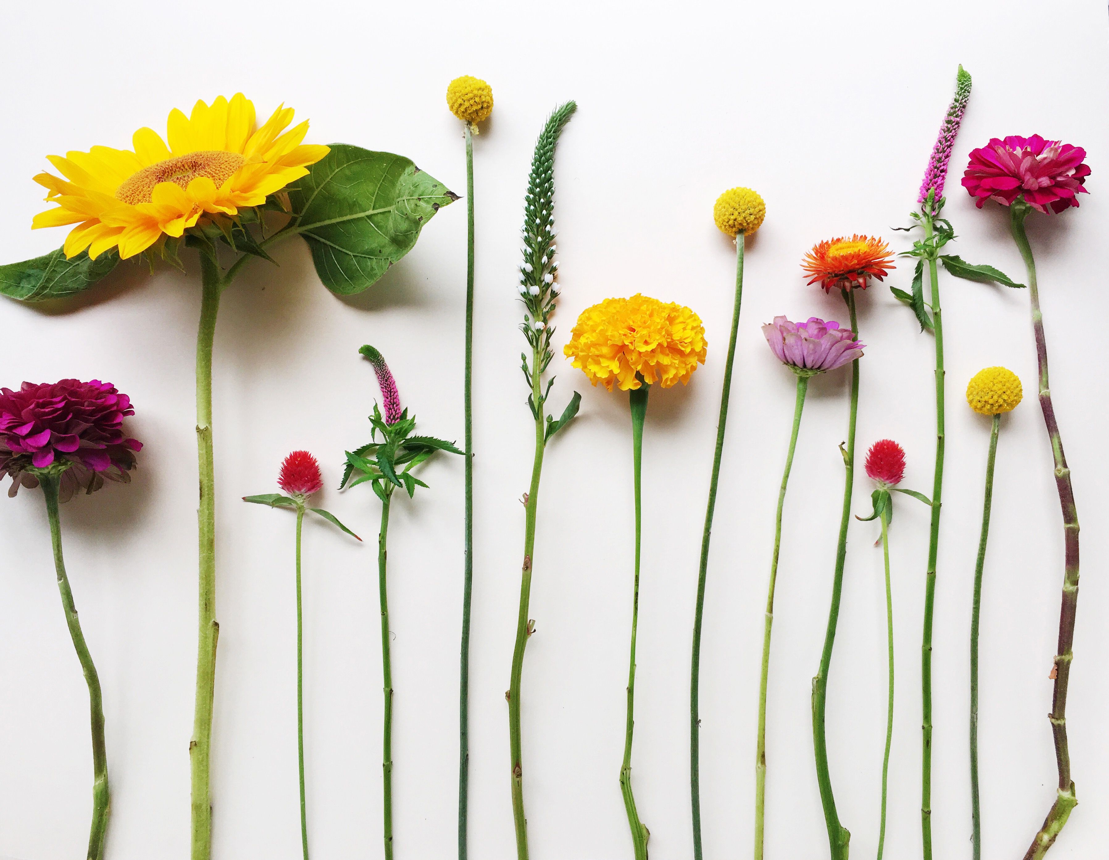 花のラップトップの壁紙,花,工場,開花植物,造花,植物の茎