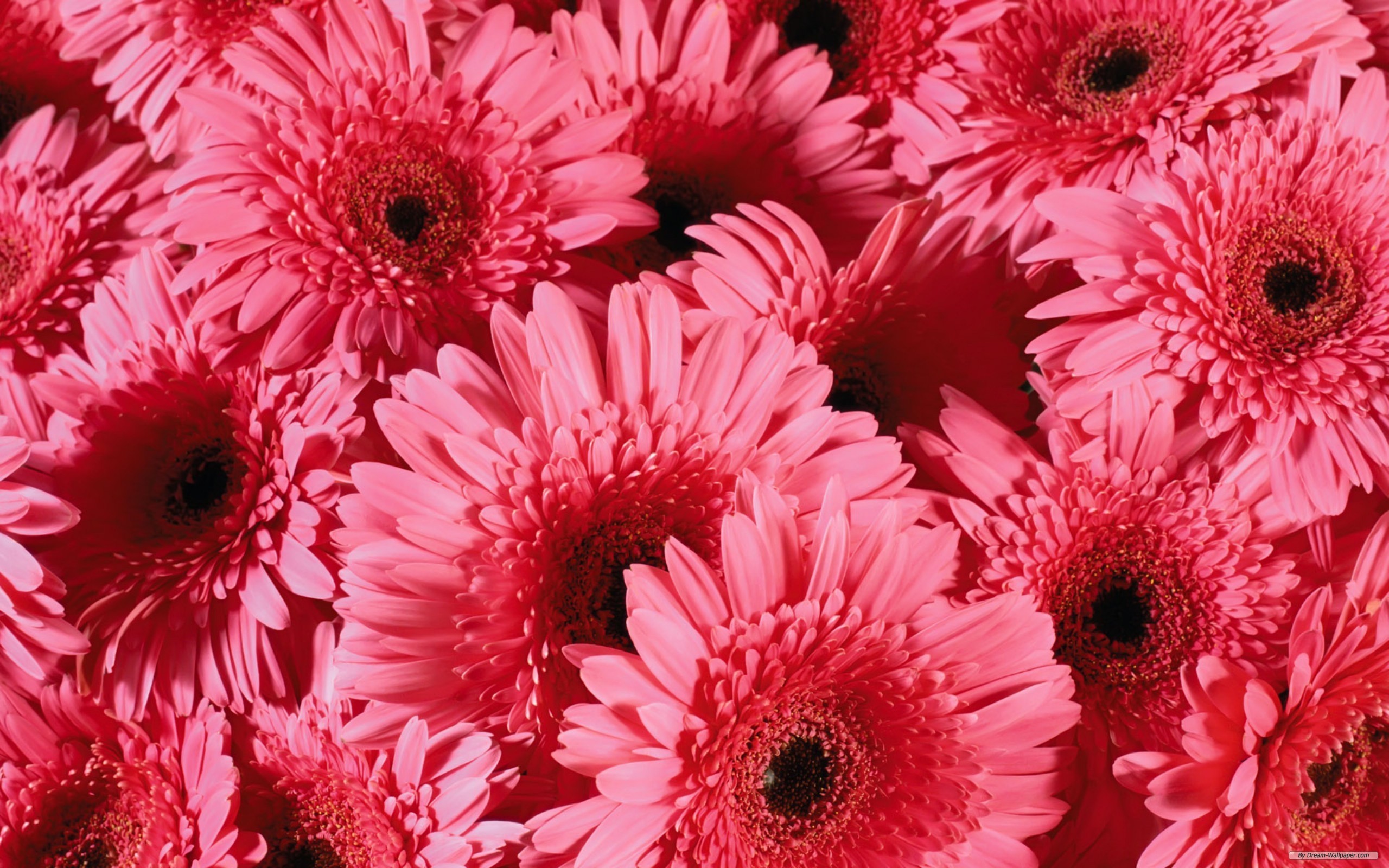 flower laptop wallpaper,flower,flowering plant,barberton daisy,gerbera,petal