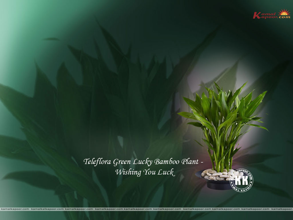 fond d'écran feng shui pour la richesse,la nature,vert,herbe,plante,feuille