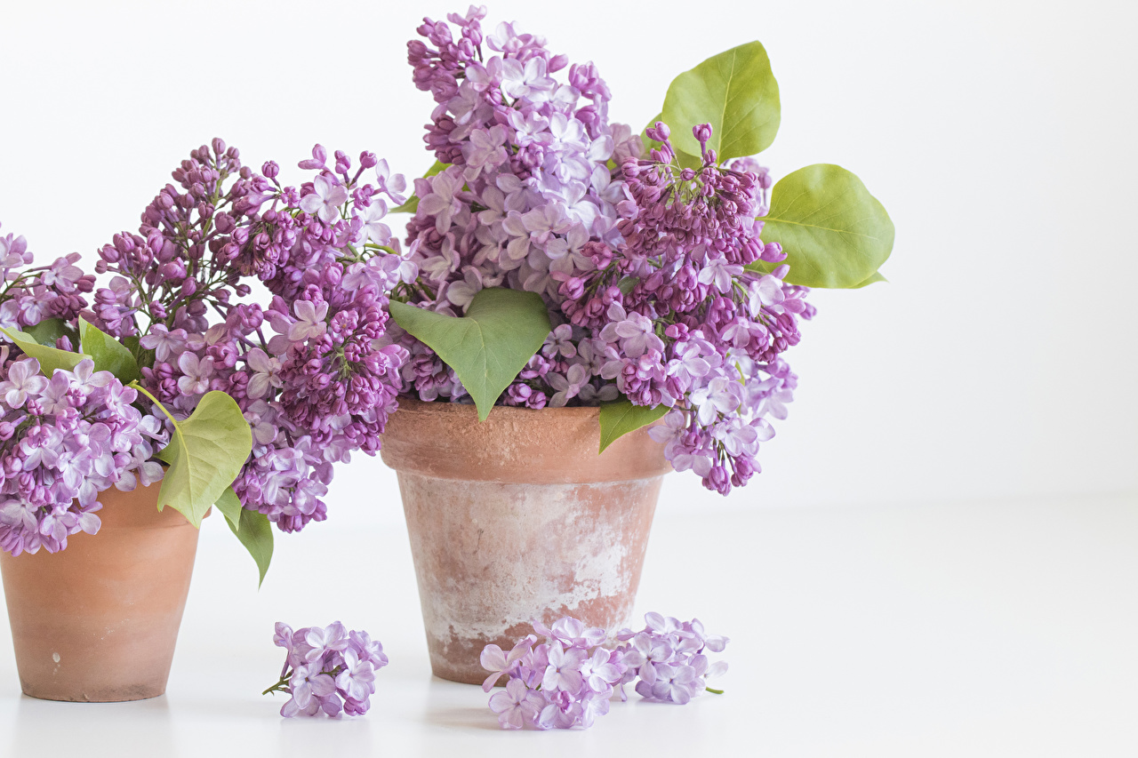 flower pot wallpaper,flower,lilac,lilac,purple,lilac