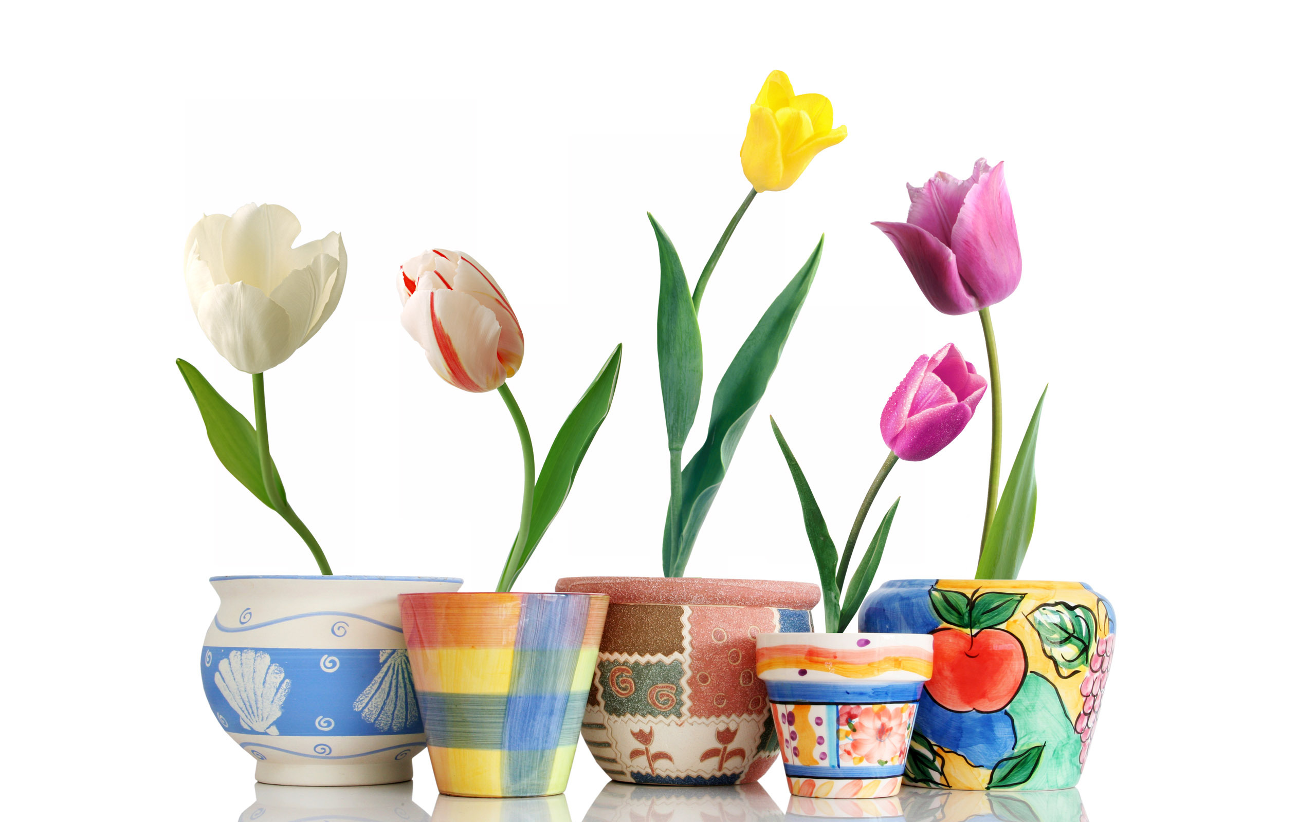 flower pot wallpaper,tulip,flowerpot,flower,plant,cut flowers