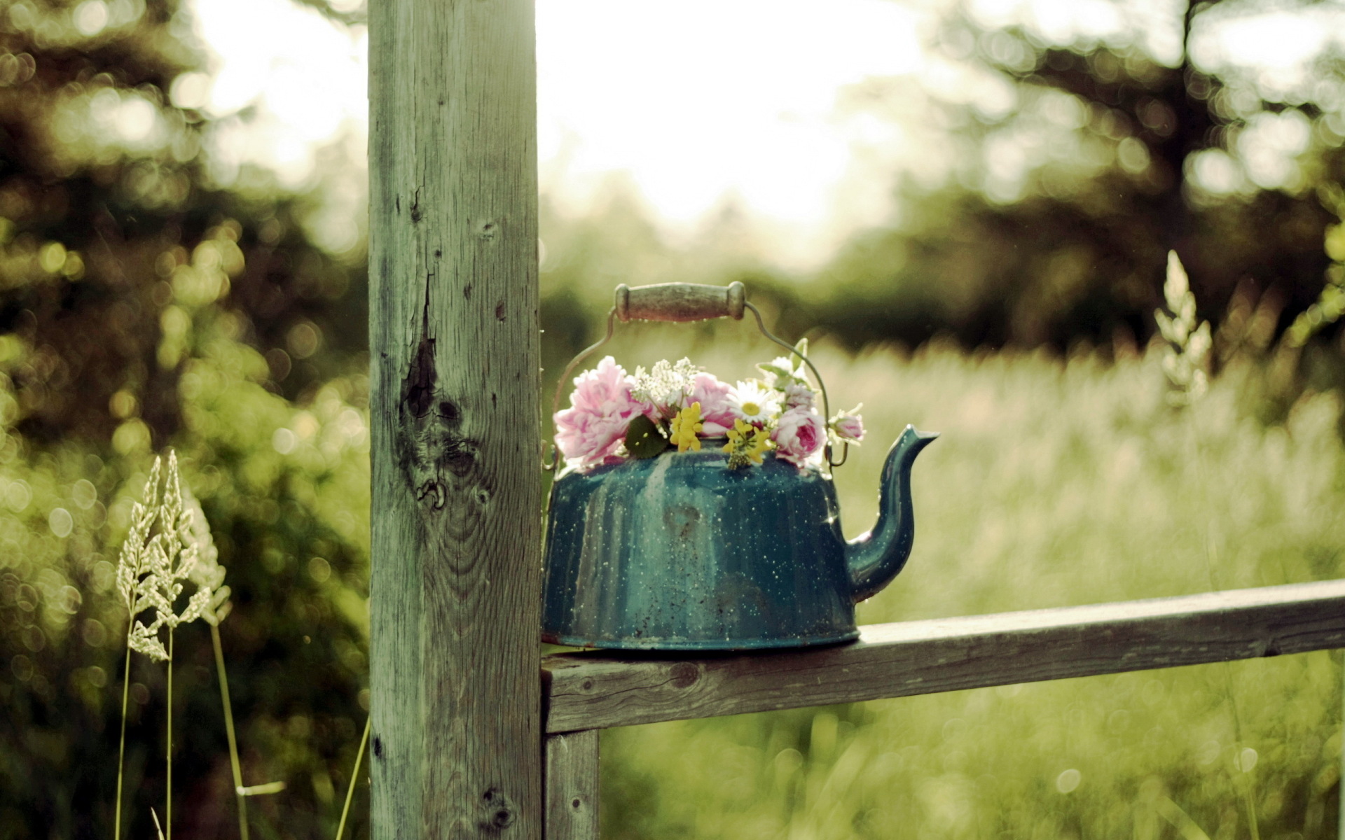 flower pot wallpaper,photograph,green,plant,flower,spring