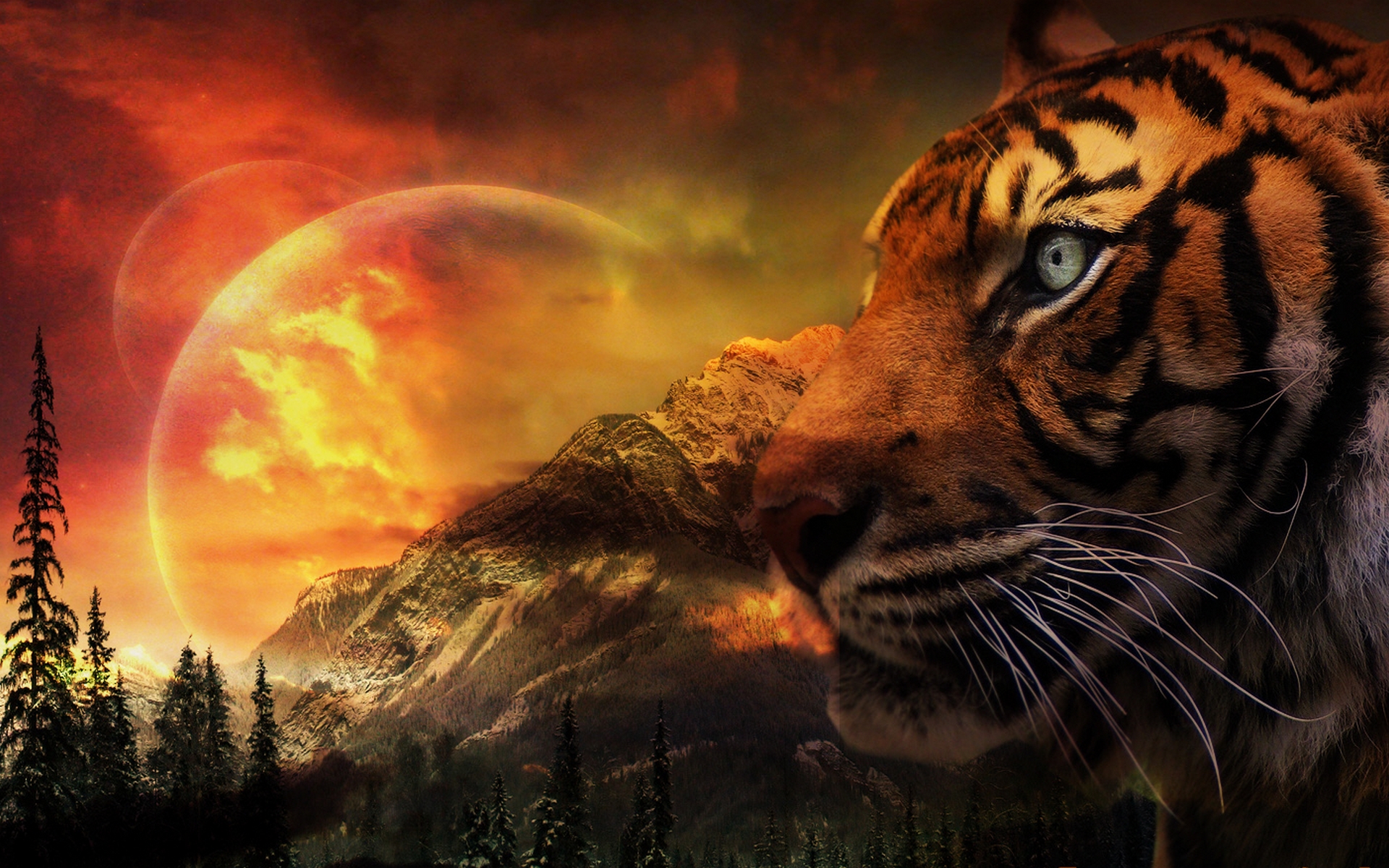 tolle bilder für wallpaper,tierwelt,tiger,bengalischer tiger,felidae,sibirischer tiger