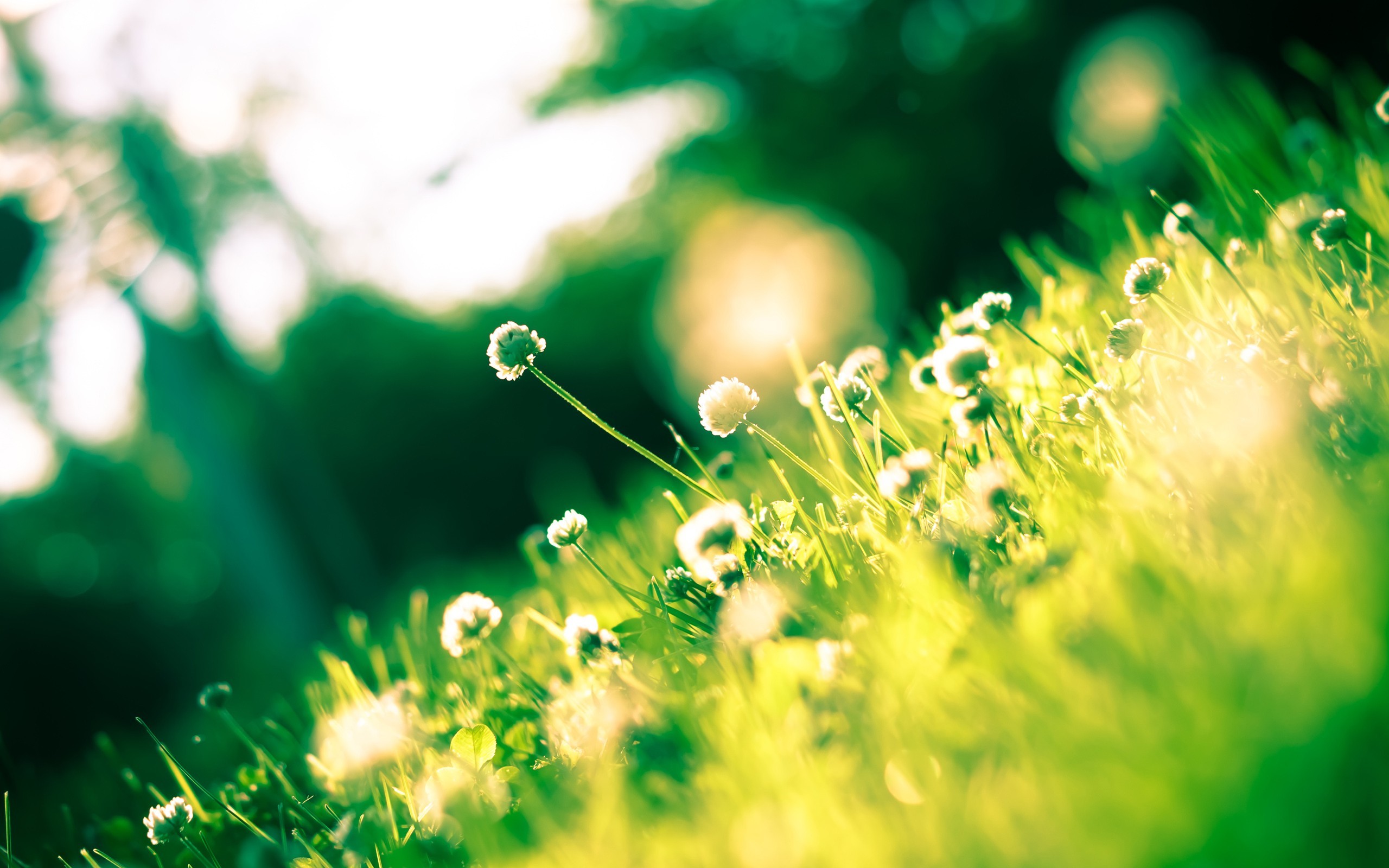 images étonnantes pour le papier peint,vert,la nature,l'eau,lumière,herbe