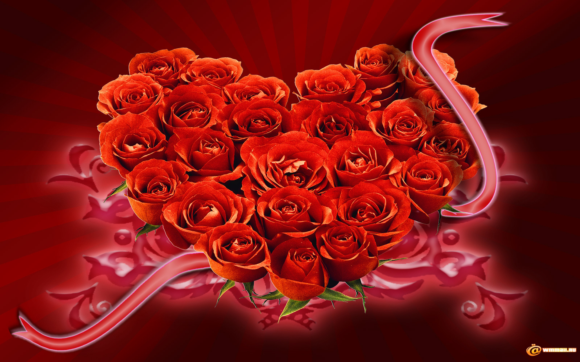 장미와 하트 벽지,빨간,심장,장미,정원 장미,발렌타인 데이