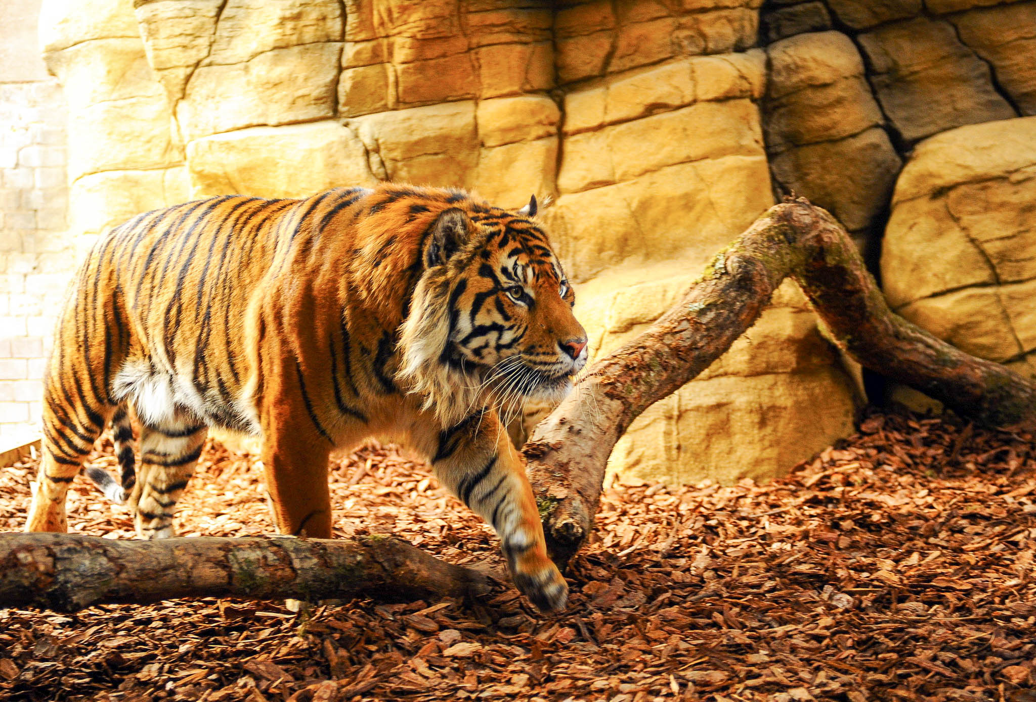 download some wallpapers,tiger,vertebrate,wildlife,bengal tiger,terrestrial animal