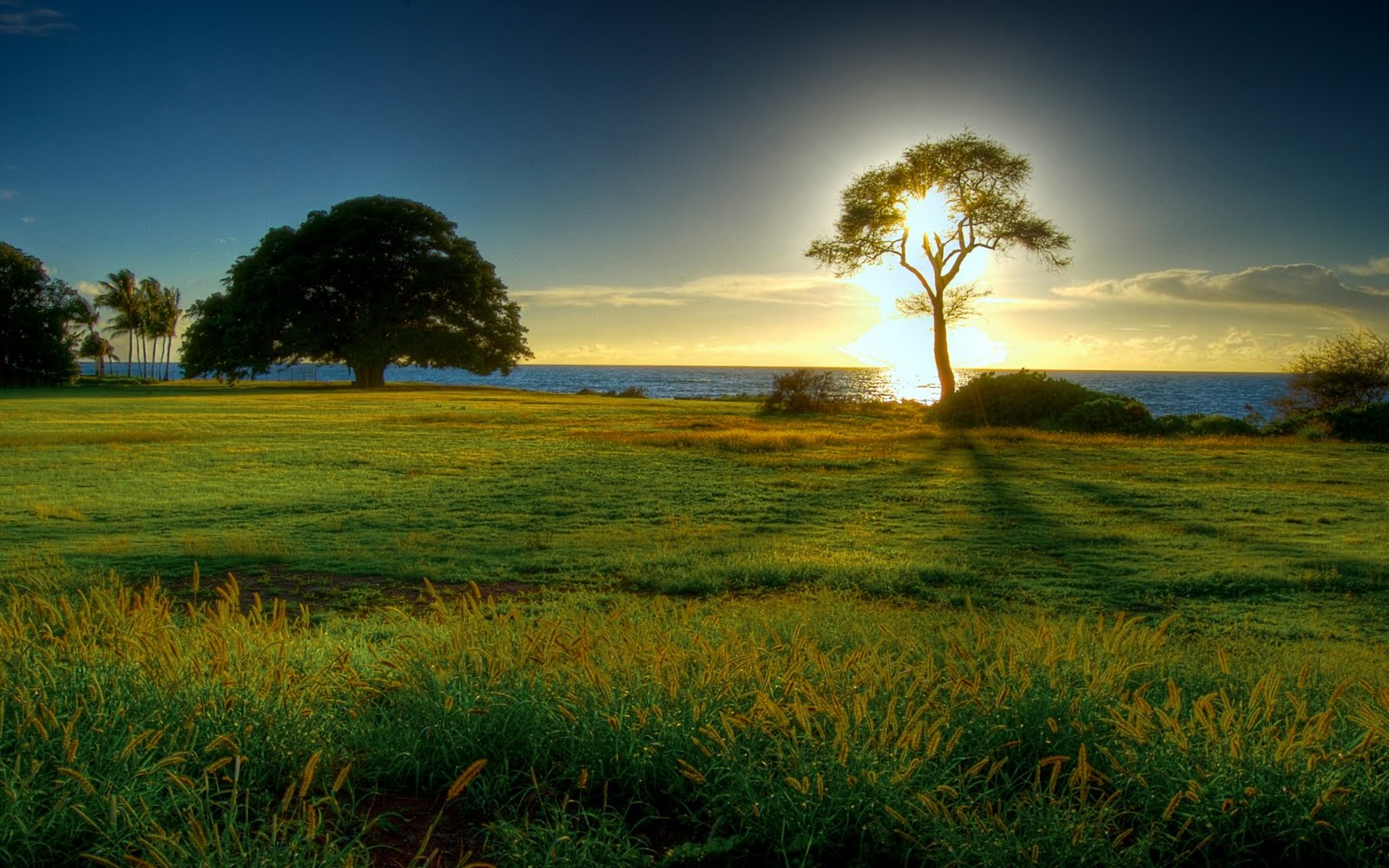 beau fond d'écran incroyable,paysage naturel,ciel,la nature,prairie,arbre