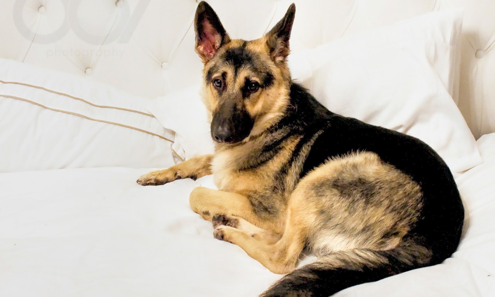 ジャーマン シェパードのhd壁紙 犬 ジャーマンシェパード犬 東ヨーロッパの羊飼い クンミン ウルフドッグ キングシェパード Wallpaperuse