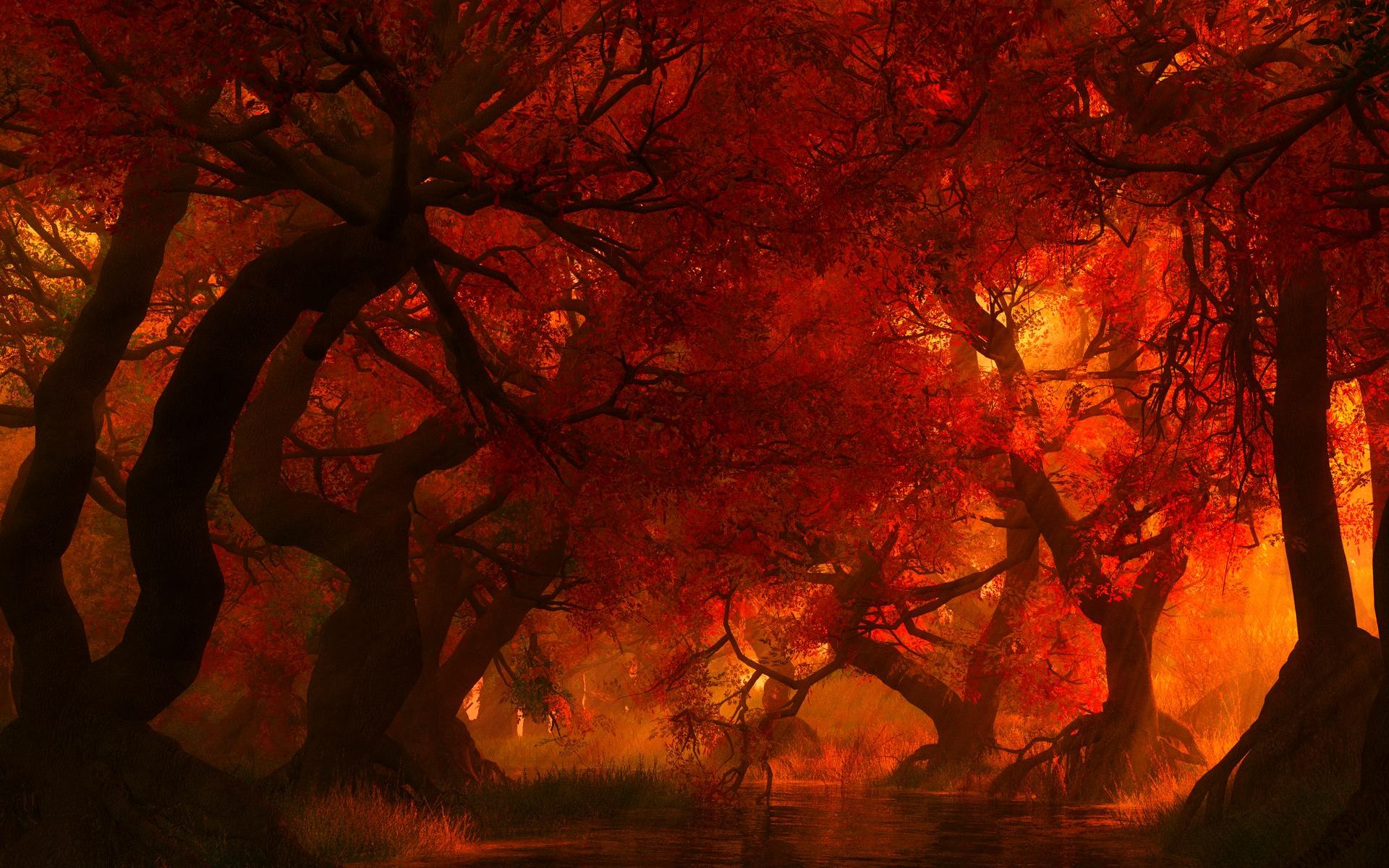 fond d'écran de feu,la nature,rouge,arbre,ciel,forêt