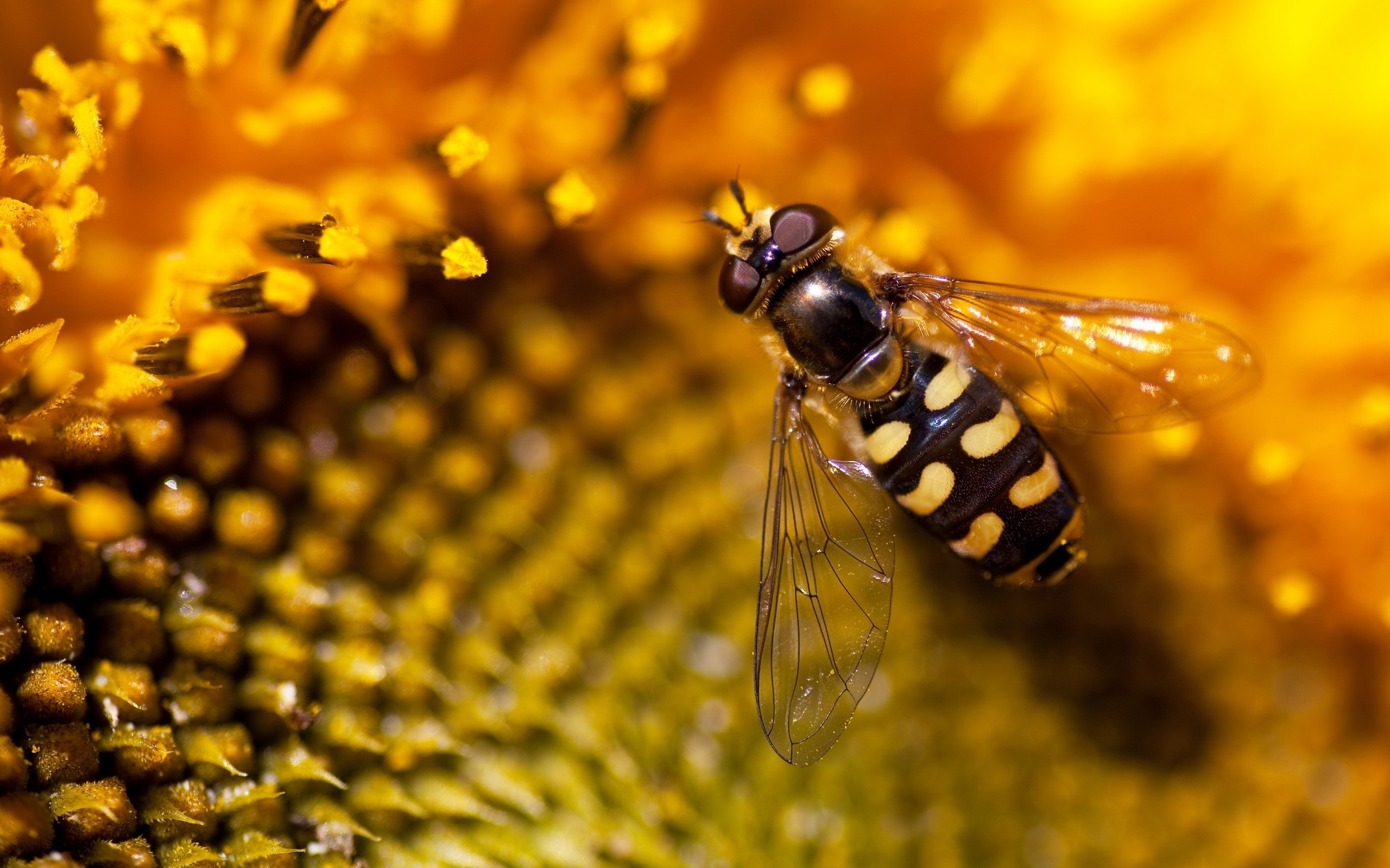 蜂蜜の名前の壁紙,昆虫,ミツバチ,マクロ撮影,蜂,害虫
