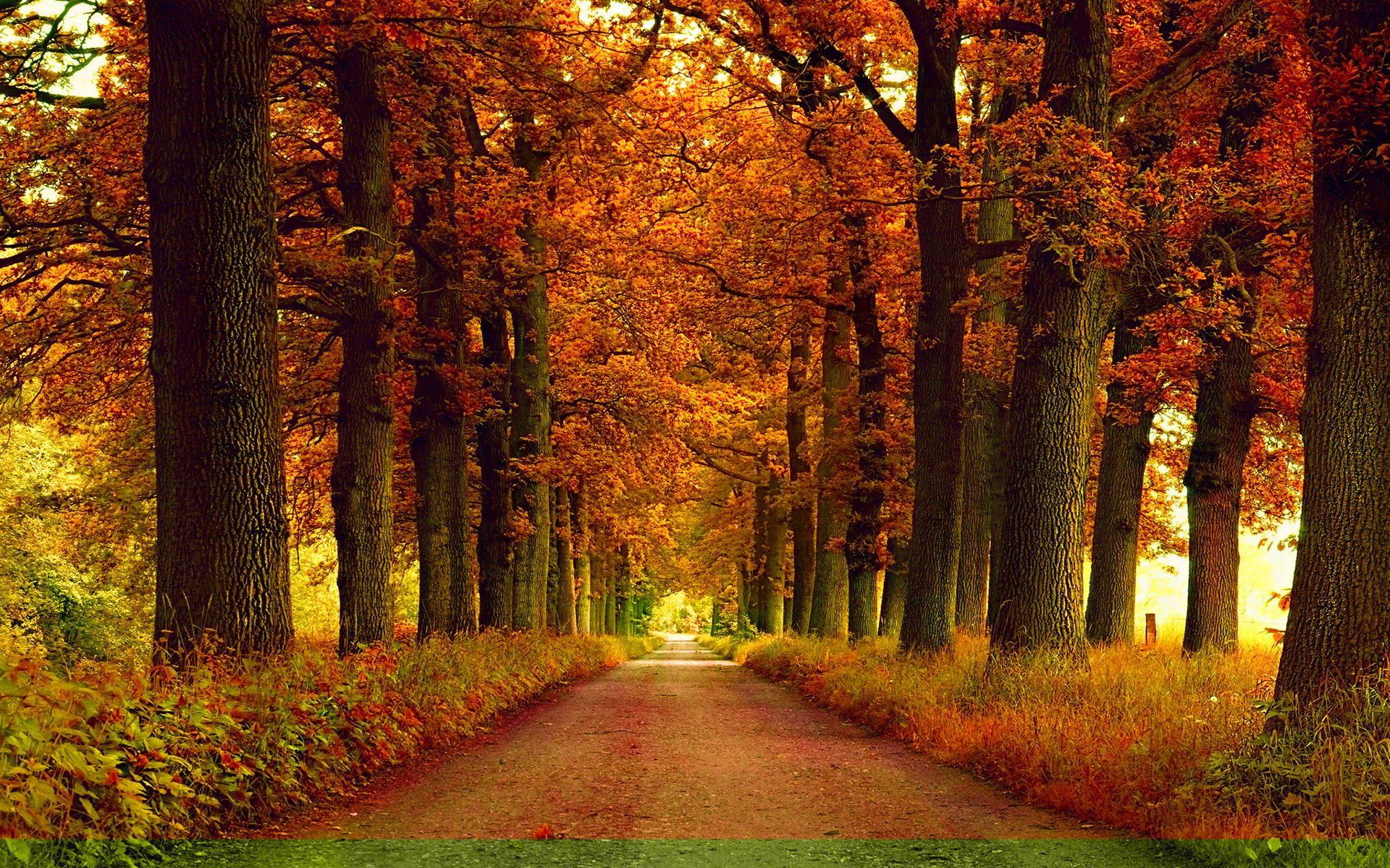 autunno sfondo del desktop gratis,albero,paesaggio naturale,natura,foglia,autunno